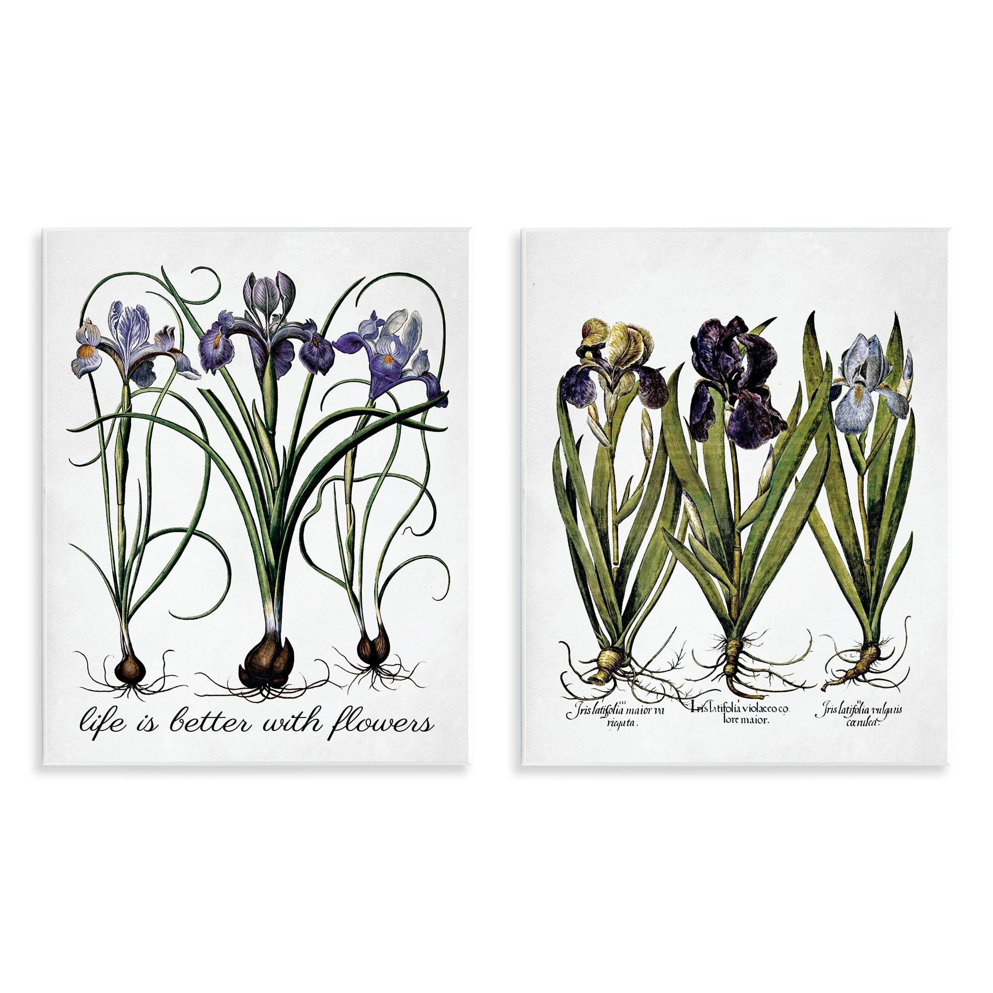 Stupell Industries Better with Flowers Iris Bulb Plants & Flowers Painting Unframed Art Print Wall Art, 11 x 14, Set of 2