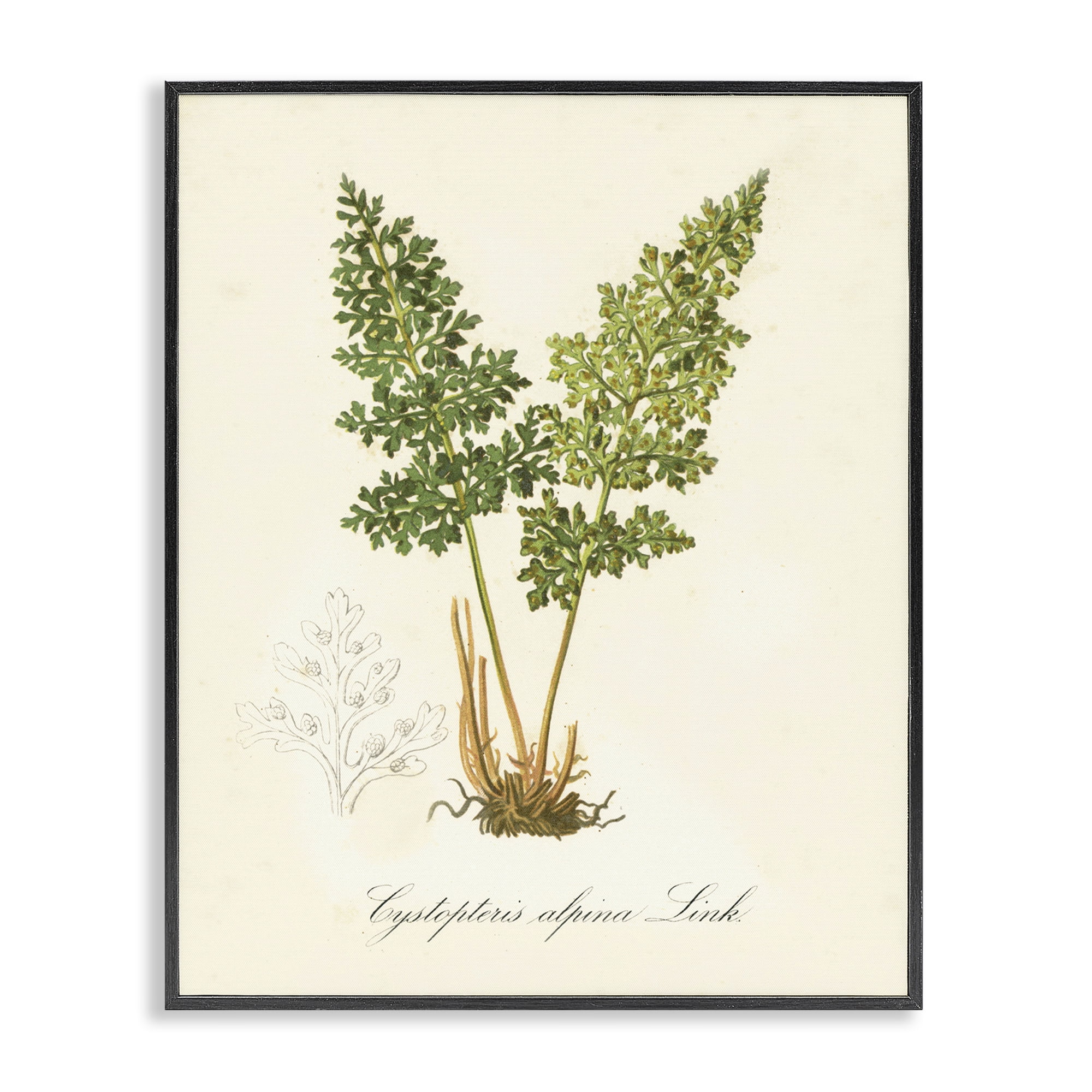 Stupell Industries Biological Plant Study Plants & Flowers Painting Black Framed Art Print Wall Art, 24 x 30