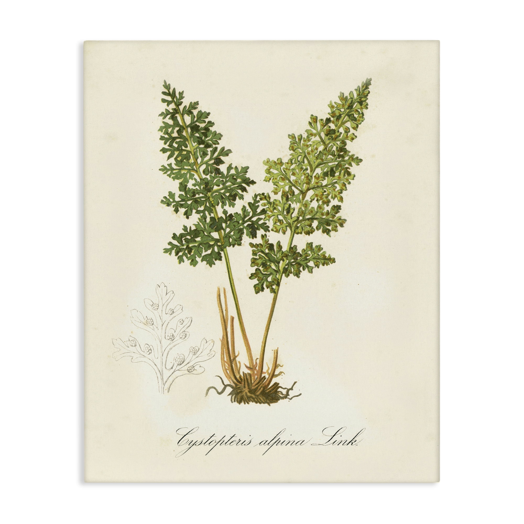 Stupell Industries Biological Plant Study Plants & Flowers Painting Wrapped Canvas Art Print Wall Art, 16 x 20