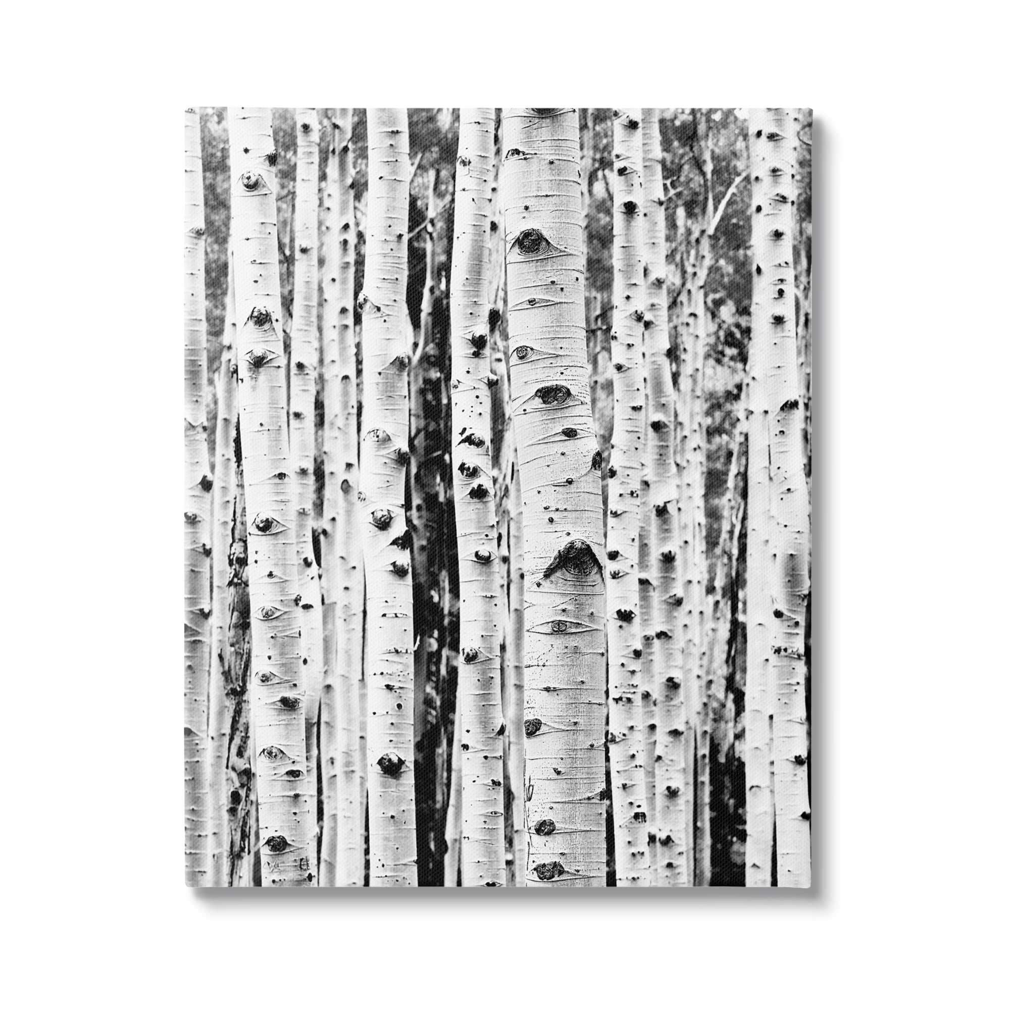 Stupell Industries Birch Trees Forest Nature Photography Gallery Wrapped Canvas Print Wall Art, 24 x 30