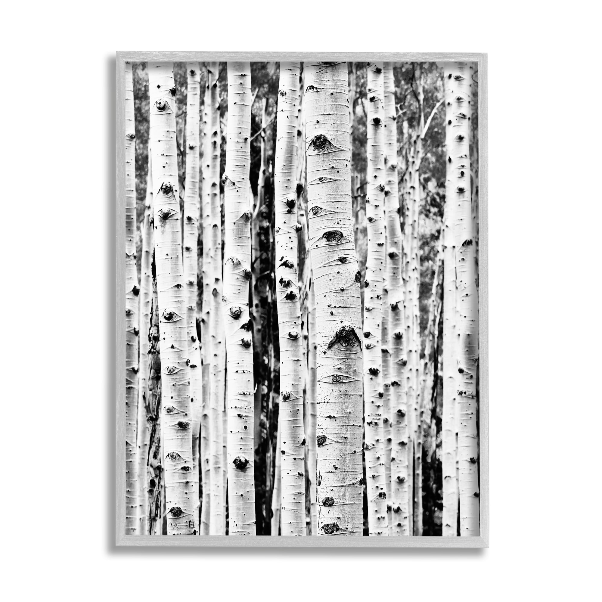 Stupell Industries Birch Trees Forest Nature Photography Gray Framed Art Print Wall Art, 11 x 14