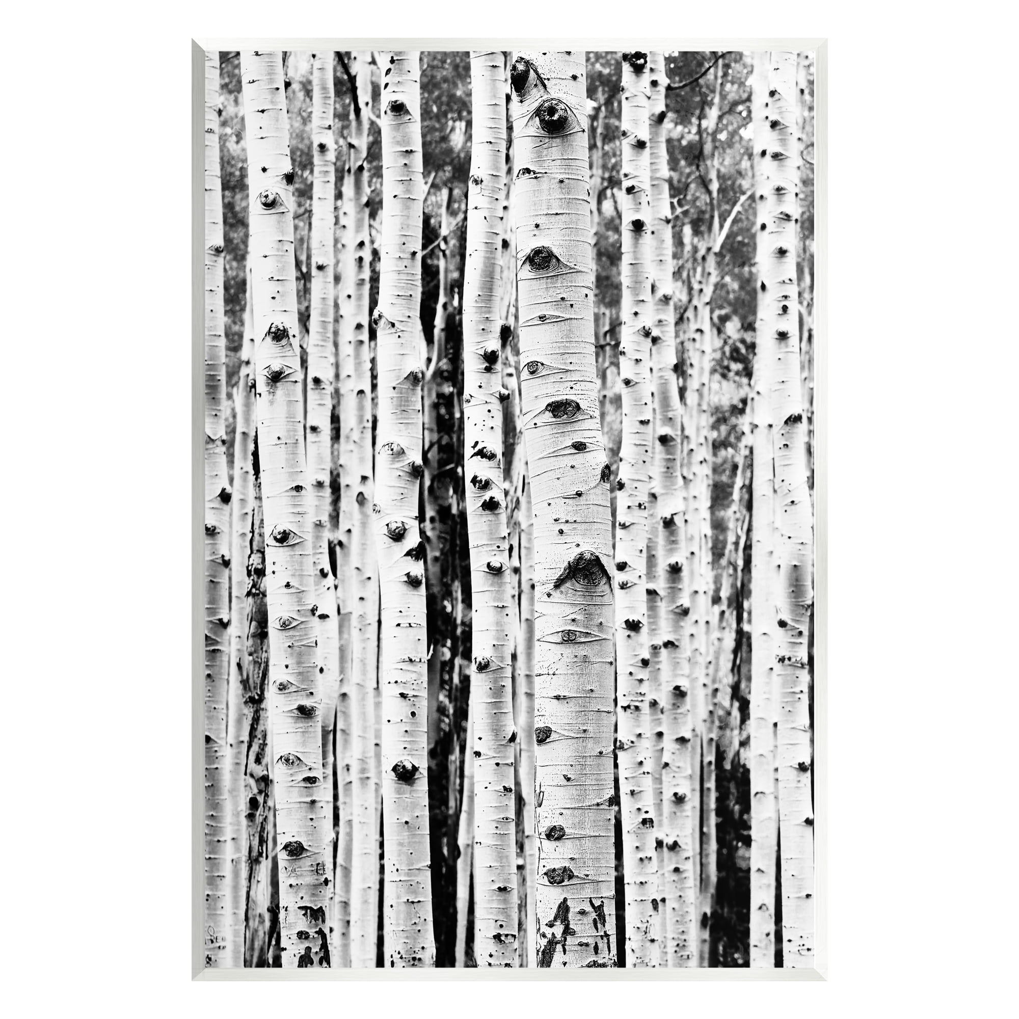 Stupell Industries Birch Trees Forest Nature Photography Unframed Art Print Wall Art, 13 x 19