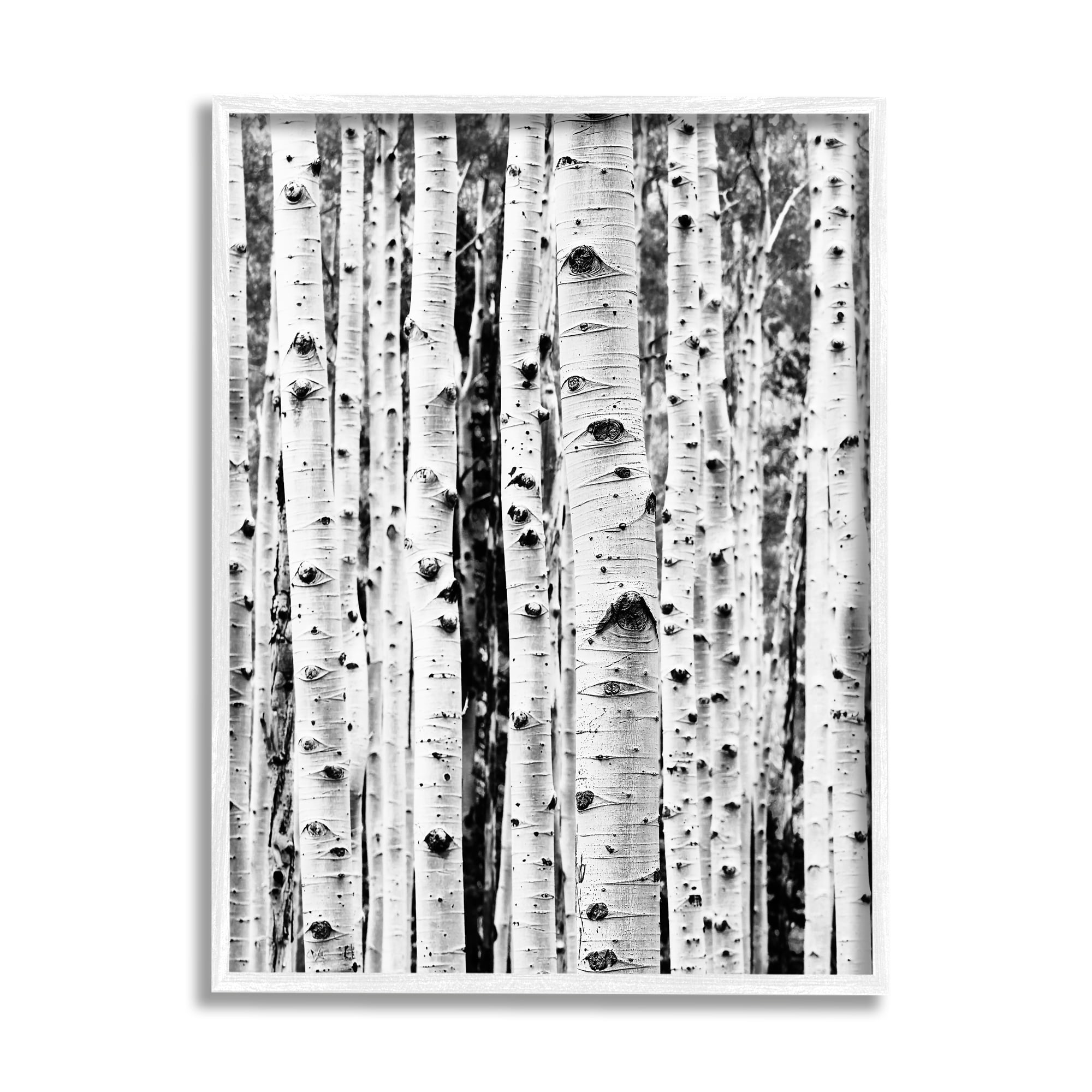Stupell Industries Birch Trees Forest Nature Photography White Framed Art Print Wall Art, 16 x 20