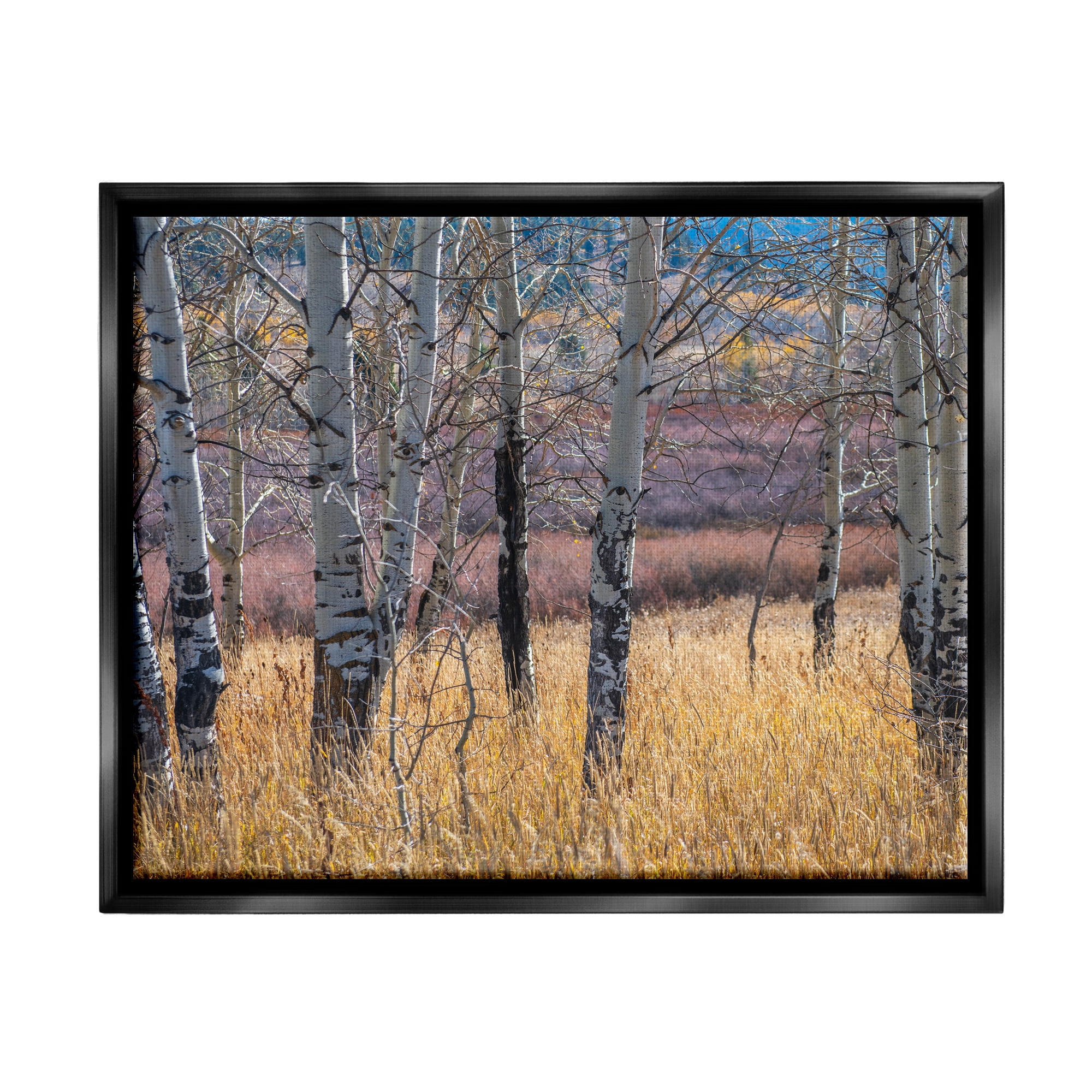 Stupell Industries Birch Trees Photography Nature Photography Black Floater Framed Art Print Wall Art, 31 x 25