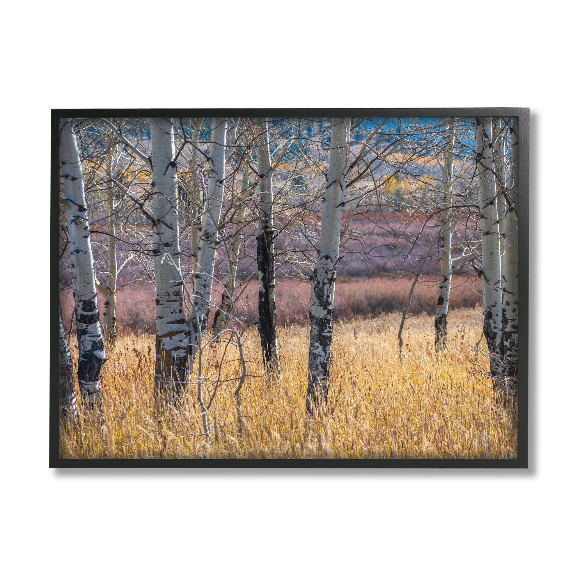 Stupell Industries Birch Trees Photography Nature Photography Black Framed Art Print Wall Art, 20 x 16