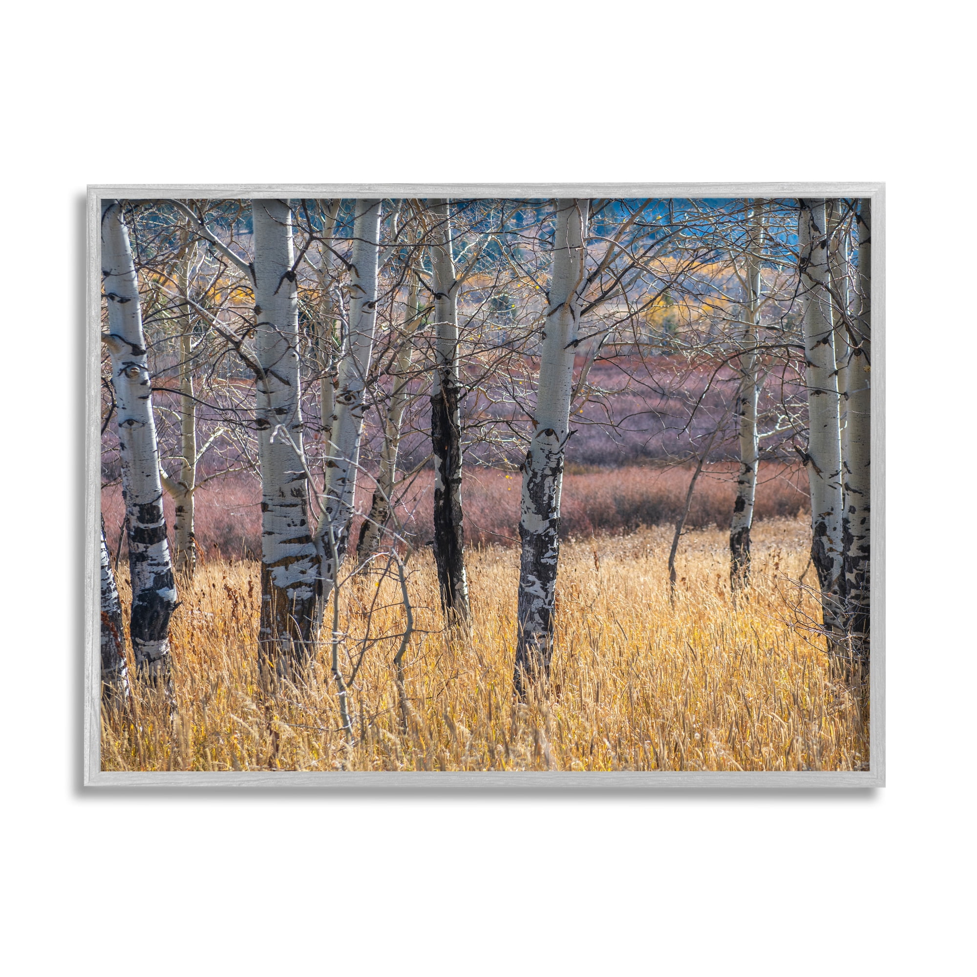 Stupell Industries Birch Trees Photography Nature Photography Gray Framed Art Print Wall Art, 14 x 11