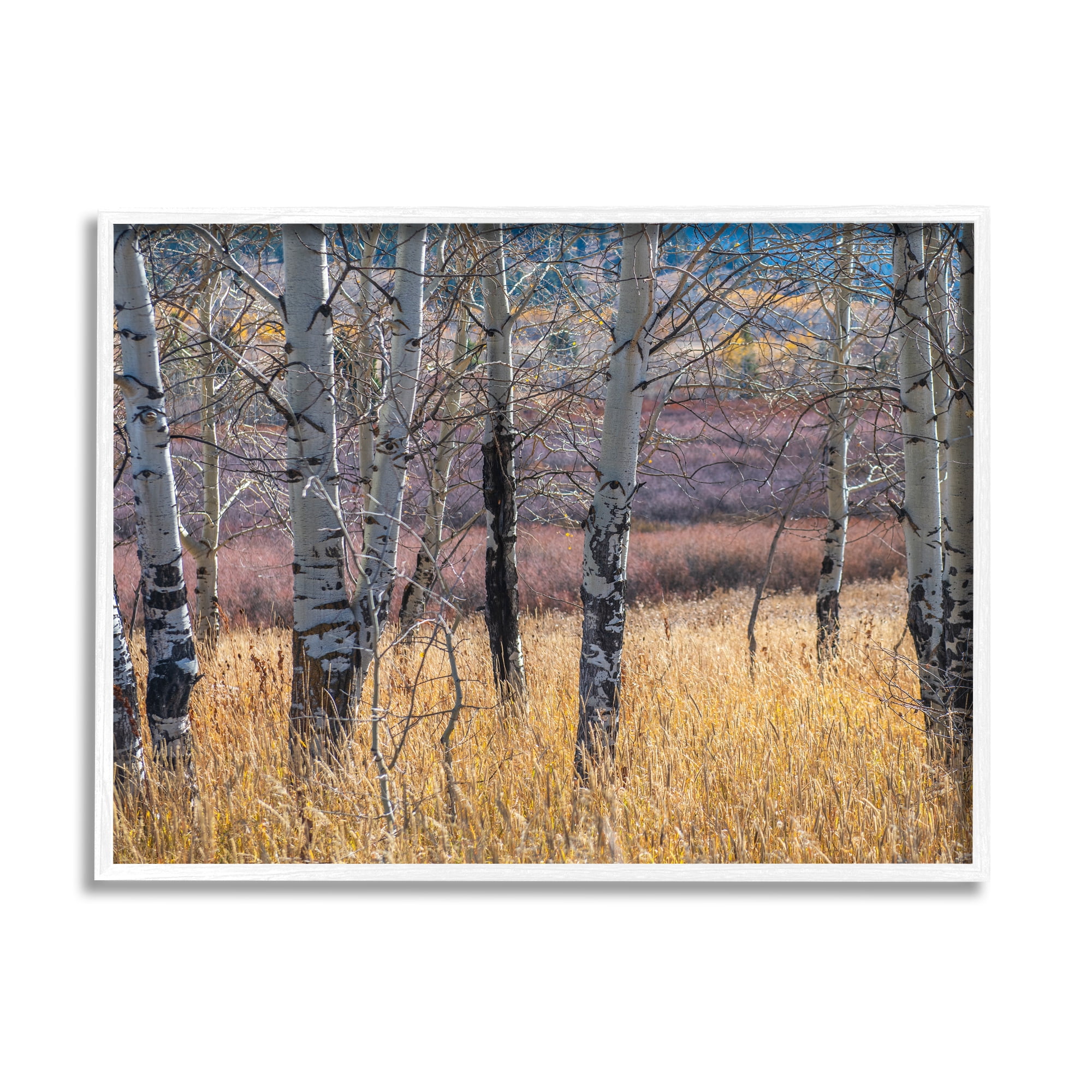 Stupell Industries Birch Trees Photography Nature Photography White Framed Art Print Wall Art, 20 x 16