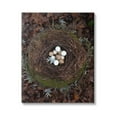 thumbnail image 1 of Stupell Industries Bird Nest Wildlife Forest Nature Speckled Eggs Photograph Gallery Wrapped Canvas Print Wall Art, Design by Tania Soderman, 1 of 7