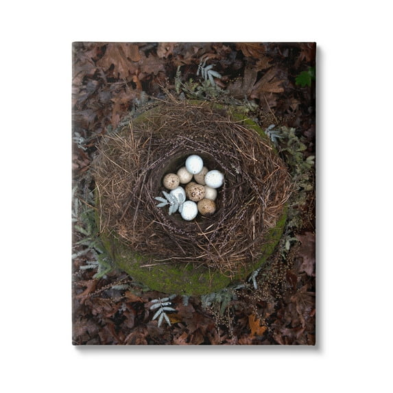 Stupell Industries Bird Nest Wildlife Forest Nature Speckled Eggs Photograph Gallery Wrapped Canvas Print Wall Art, Design by Tania Soderman