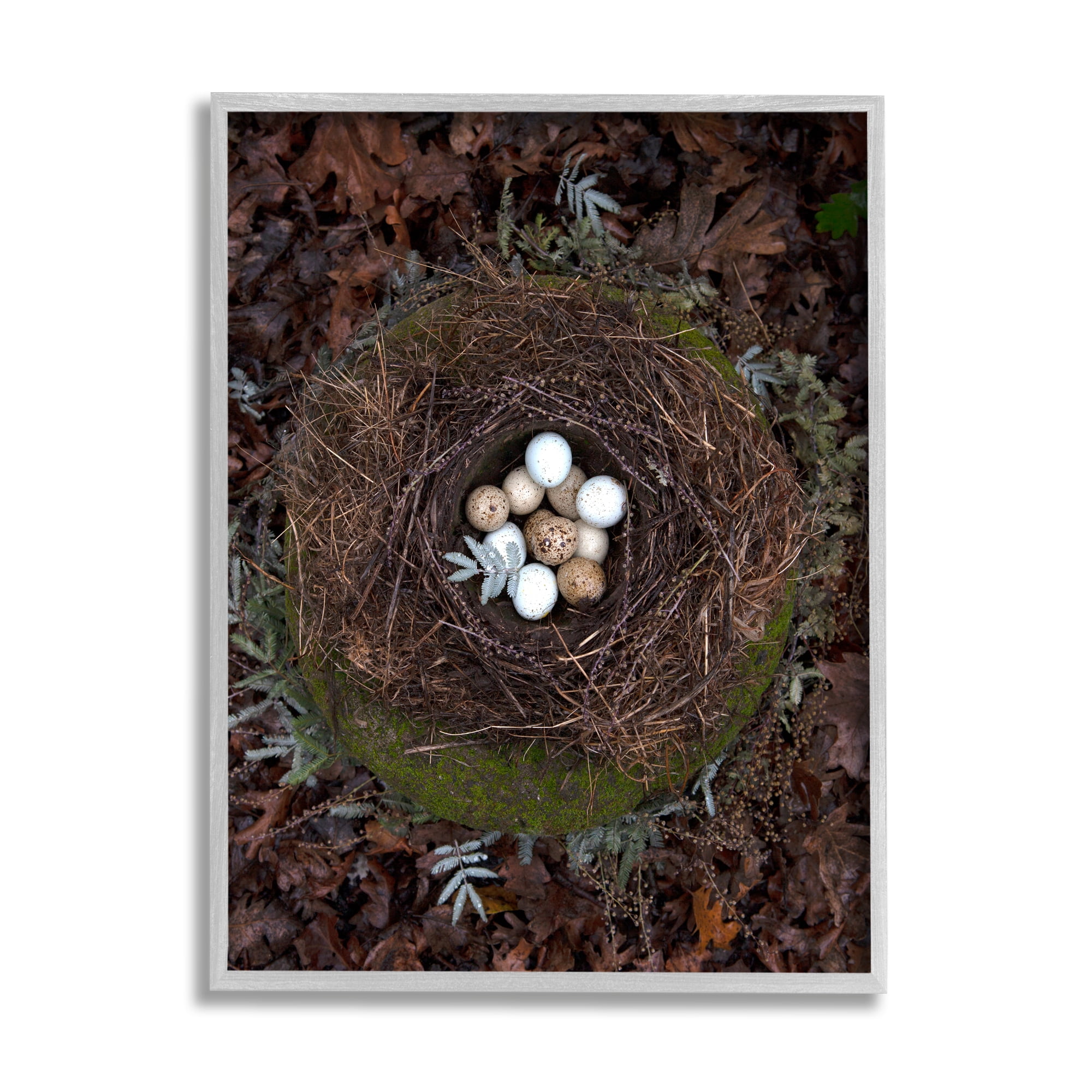 Stupell Industries Bird Nest Wildlife Forest Nature Speckled Eggs Photograph Gray Framed Art Print Wall Art, Design by Tania Soderman