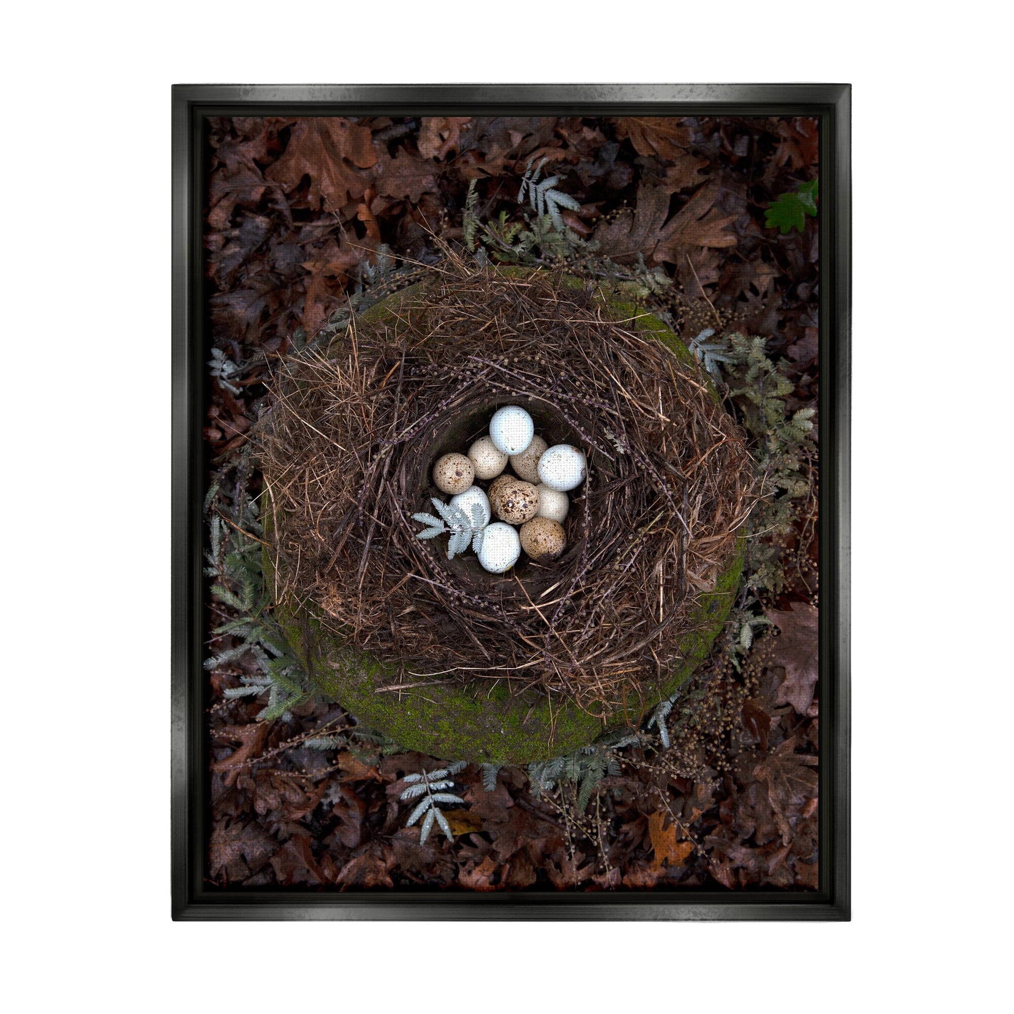Stupell Industries Bird Nest Wildlife Forest Nature Speckled Eggs Photograph Jet Black Floating Framed Canvas Print Wall Art, Design by Tania Soderman