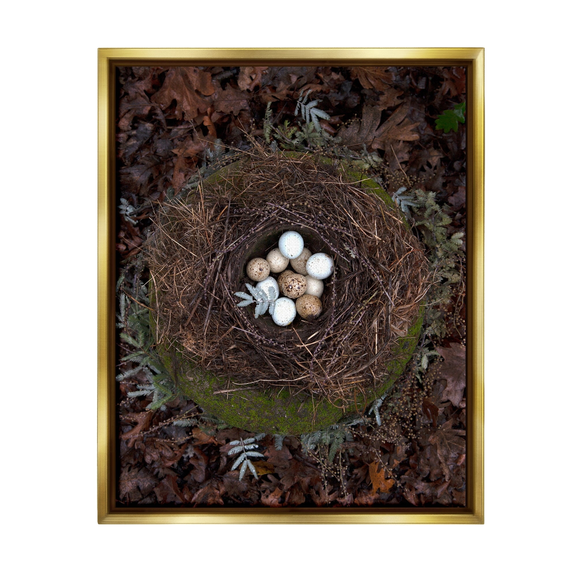 Stupell Industries Bird Nest Wildlife Forest Nature Speckled Eggs Photograph Metallic Gold Floating Framed Canvas Print Wall Art, Design by Tania Soderman