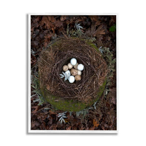 Stupell Industries Bird Nest Wildlife Forest Nature Speckled Eggs Photograph White Framed Art Print Wall Art, Design by Tania Soderman