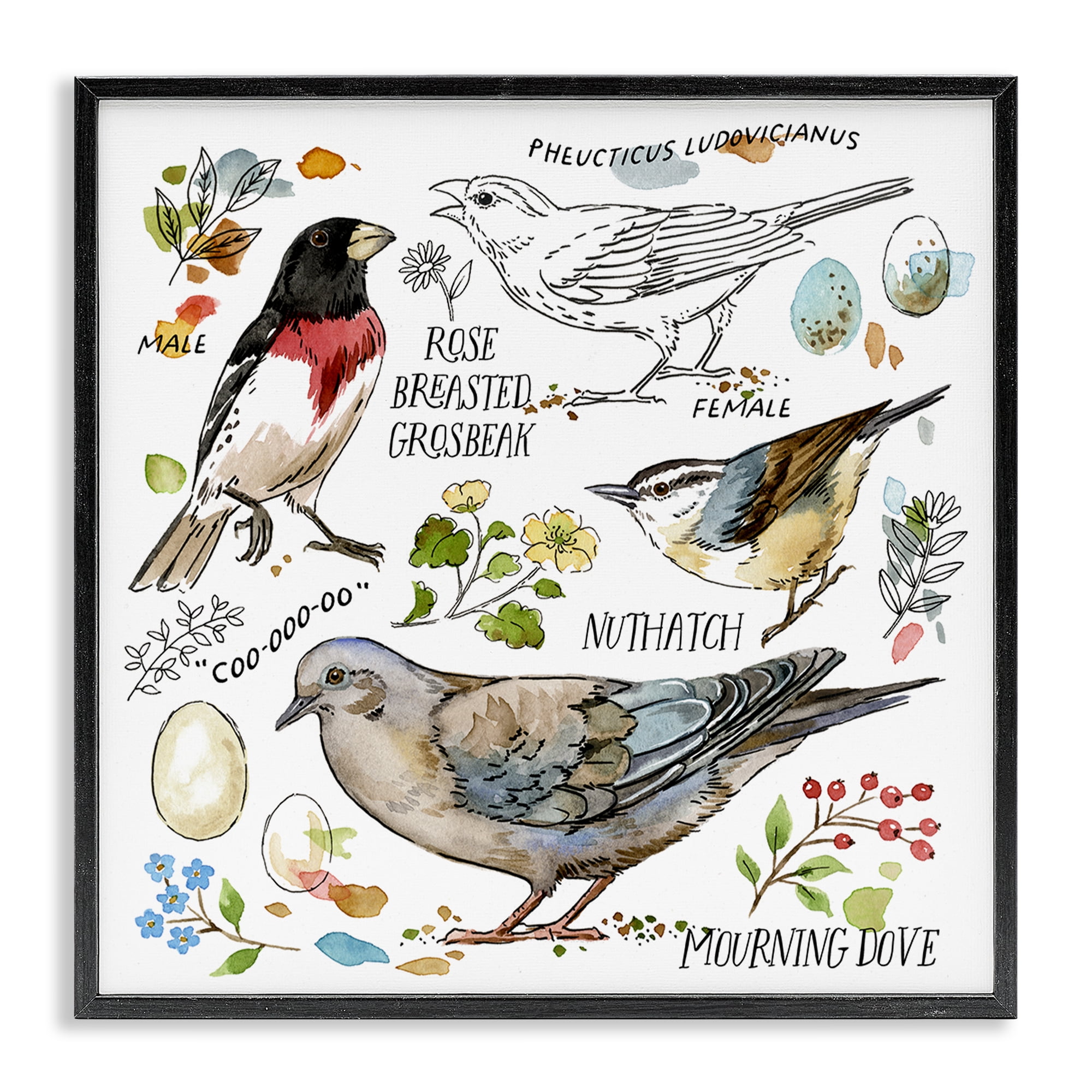 Stupell Industries Bird Watching Diagram Animals Painting Black Framed Art Print Wall Art, 17 x 17