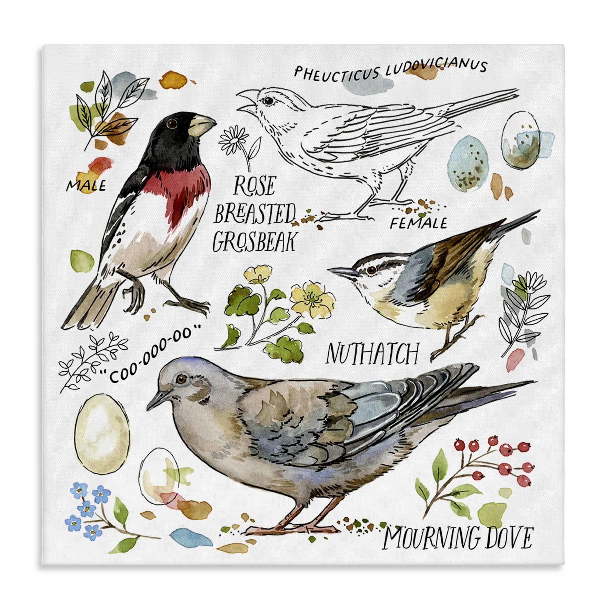 Stupell Industries Bird Watching Diagram Animals Painting Wrapped Canvas Art Print Wall Art, 24 x 24
