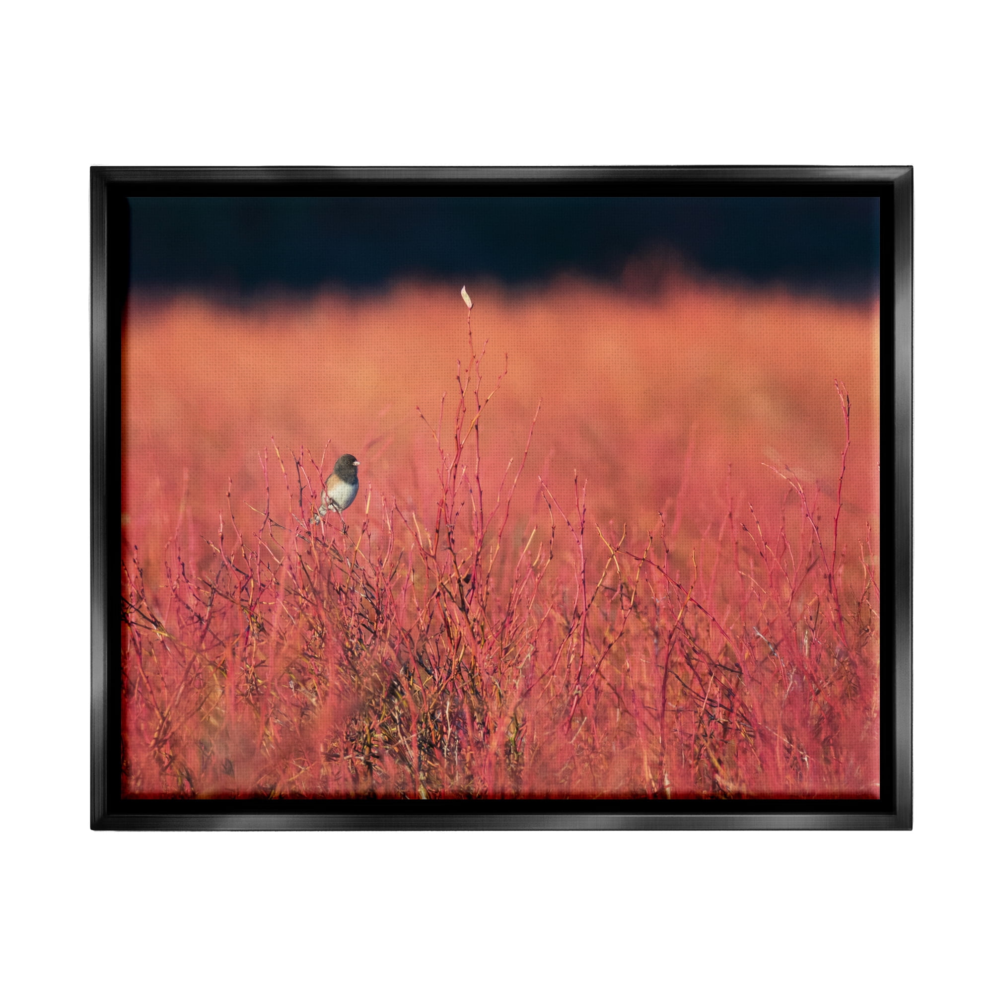Stupell Industries Bird in Red Field Nature Photography Black Floater Framed Art Print Wall Art, 21 x 17