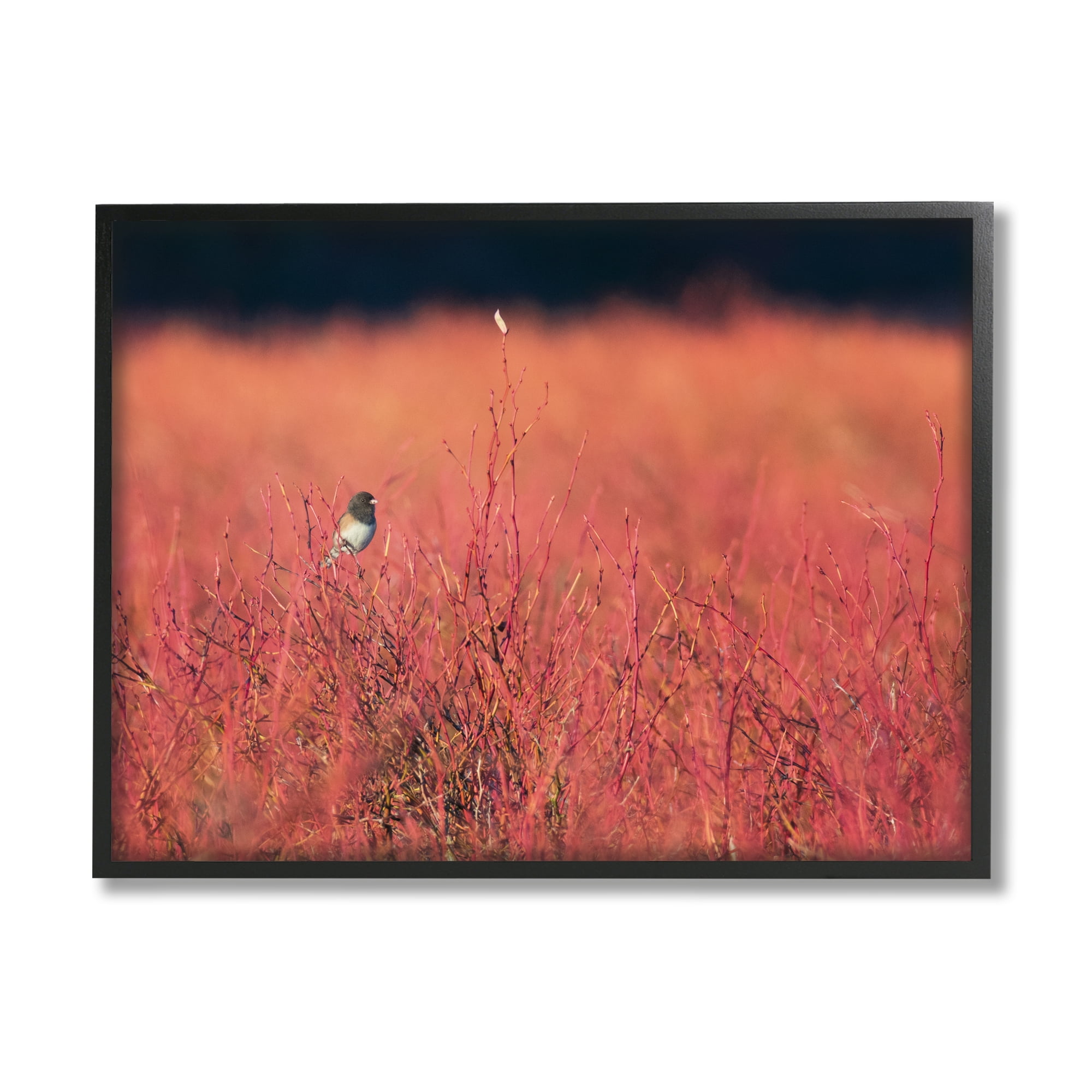 Stupell Industries Bird in Red Field Nature Photography Black Framed Art Print Wall Art, 30 x 24