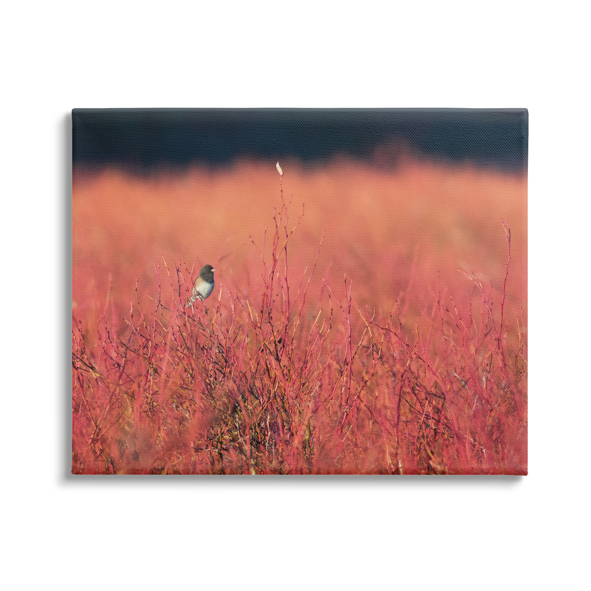 Stupell Industries Bird in Red Field Nature Photography Gallery Wrapped Canvas Print Wall Art, 20 x 16