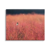 Stupell Industries Bird in Red Field Nature Photography Gallery Wrapped Canvas Print Wall Art, 20 x 16