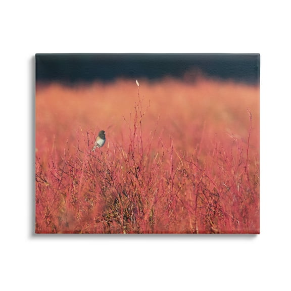 Stupell Industries Bird in Red Field Nature Photography Gallery Wrapped Canvas Print Wall Art, 20 x 16