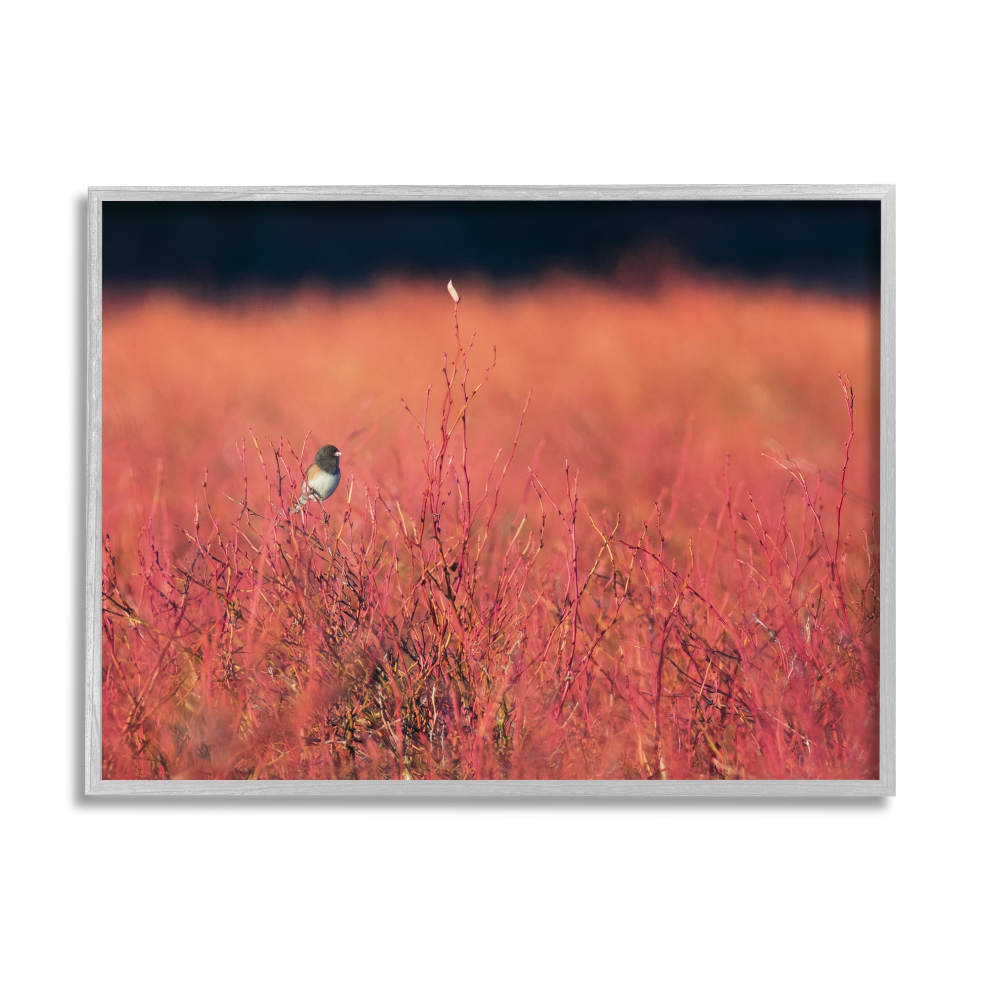 Stupell Industries Bird in Red Field Nature Photography Gray Framed Art Print Wall Art, 20 x 16