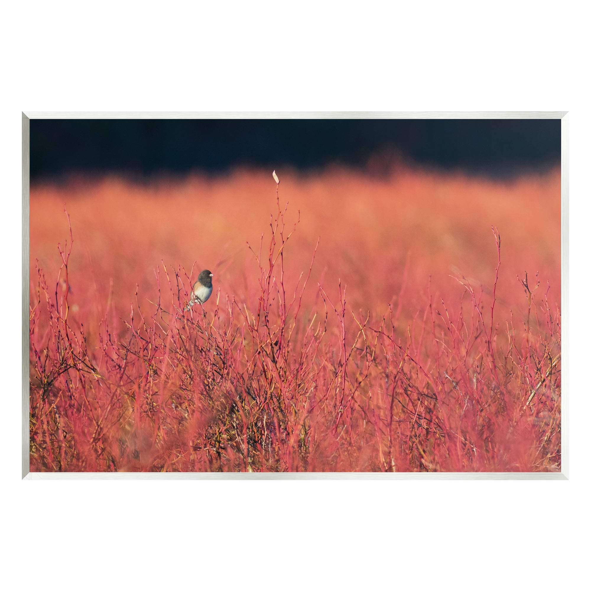 Stupell Industries Bird in Red Field Nature Photography Unframed Art Print Wall Art, 15 x 10