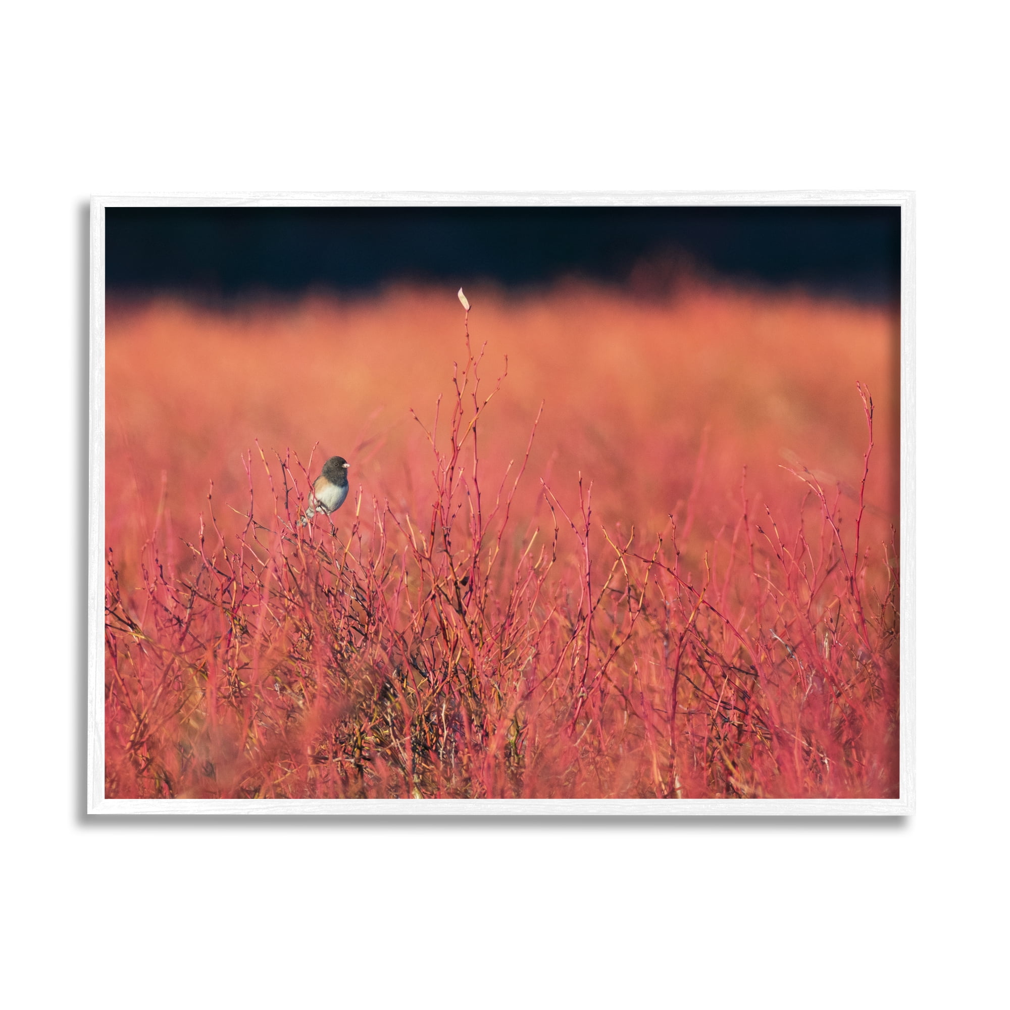 Stupell Industries Bird in Red Field Nature Photography White Framed Art Print Wall Art, 30 x 24