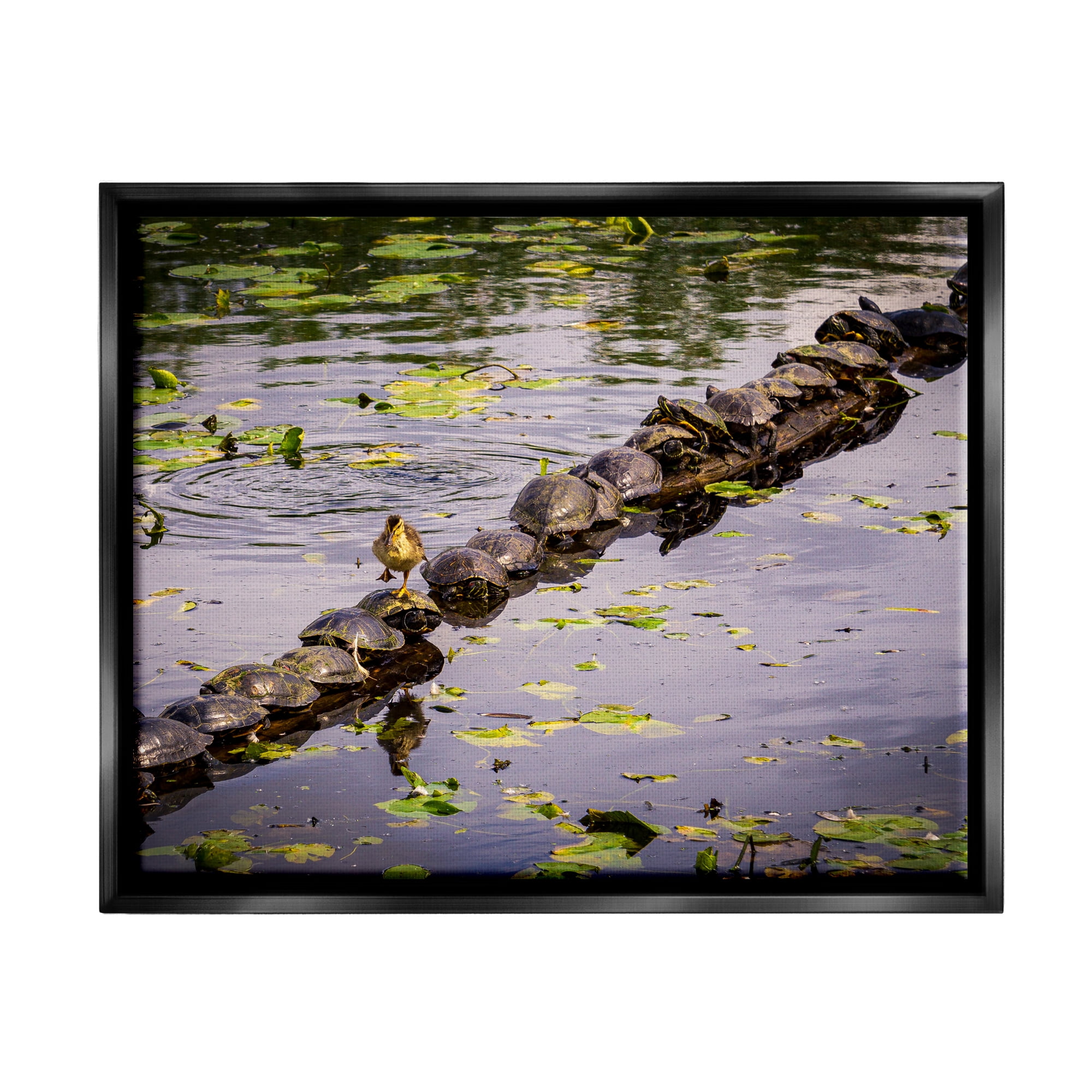 Stupell Industries Bird on Turtle Backs Landscape Photography Black Floater Framed Canvas Art Print Wall Art, 31 x 25