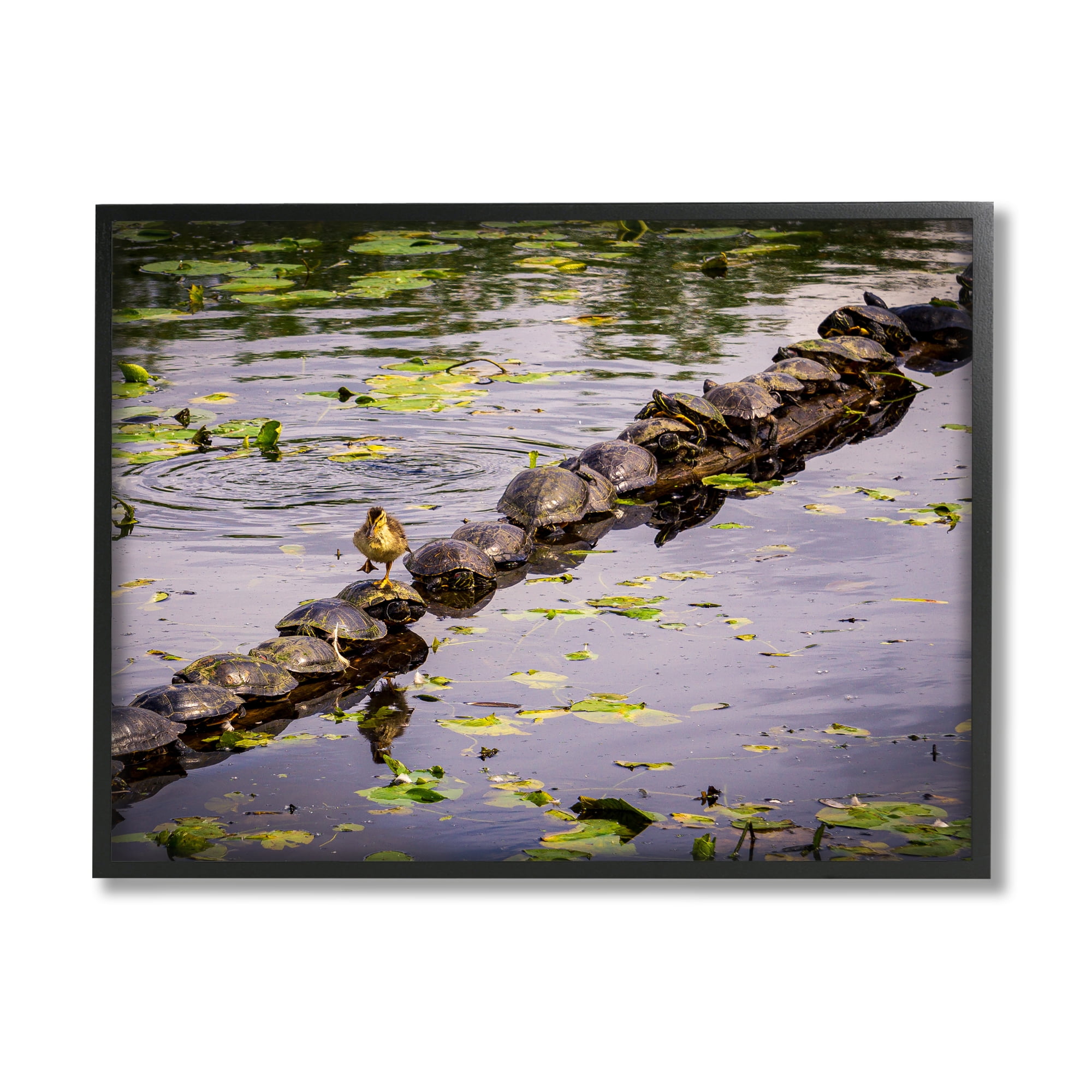 Stupell Industries Bird on Turtle Backs Landscape Photography Black Framed Art Print Wall Art, 14 x 11