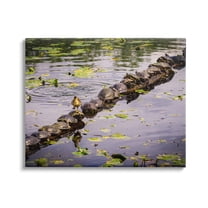 Stupell Industries Bird on Turtle Backs Landscape Photography Gallery Wrapped Canvas Art Print Wall Art, 20 x 16