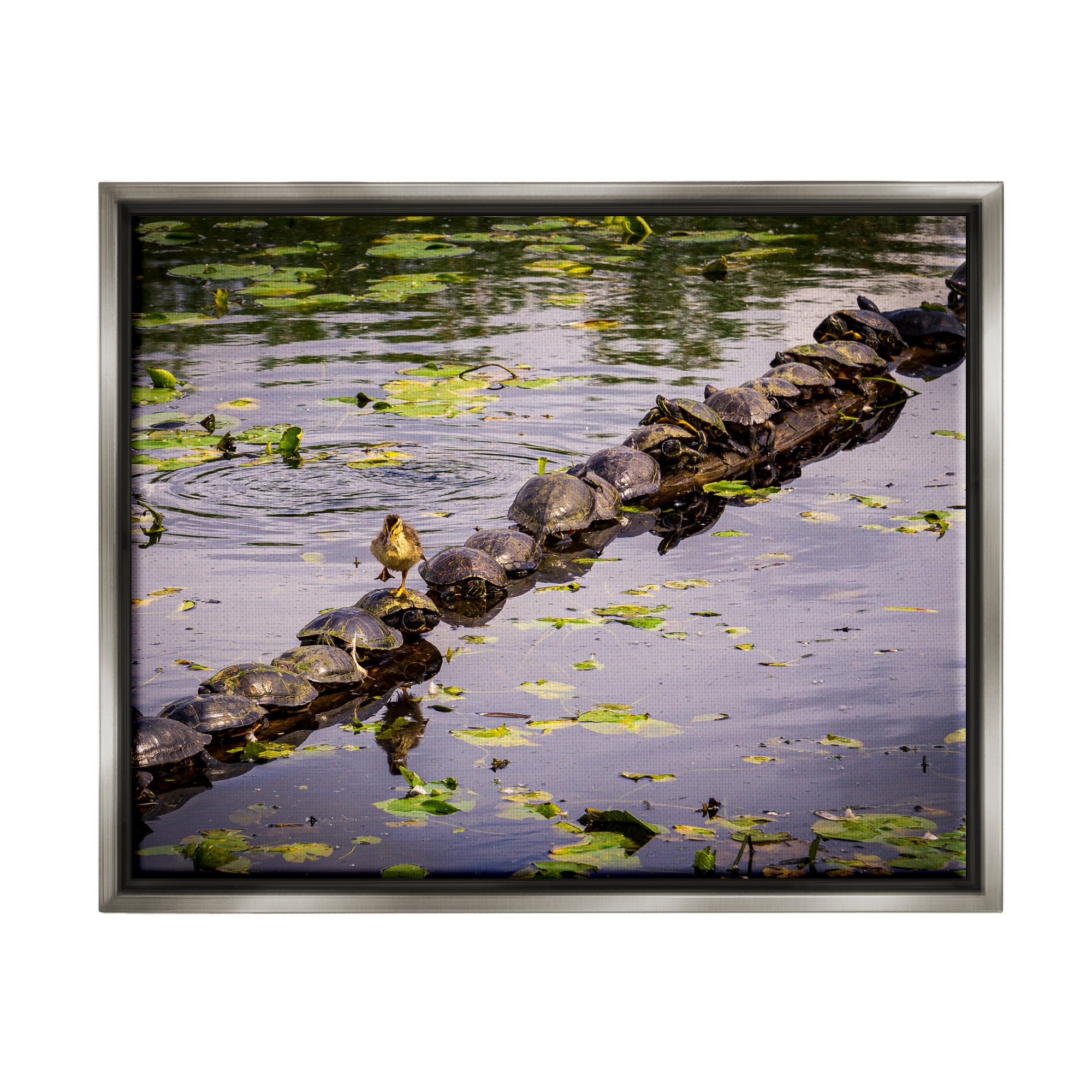 Stupell Industries Bird on Turtle Backs Landscape Photography Gray Floater Framed Canvas Art Print Wall Art, 31 x 25
