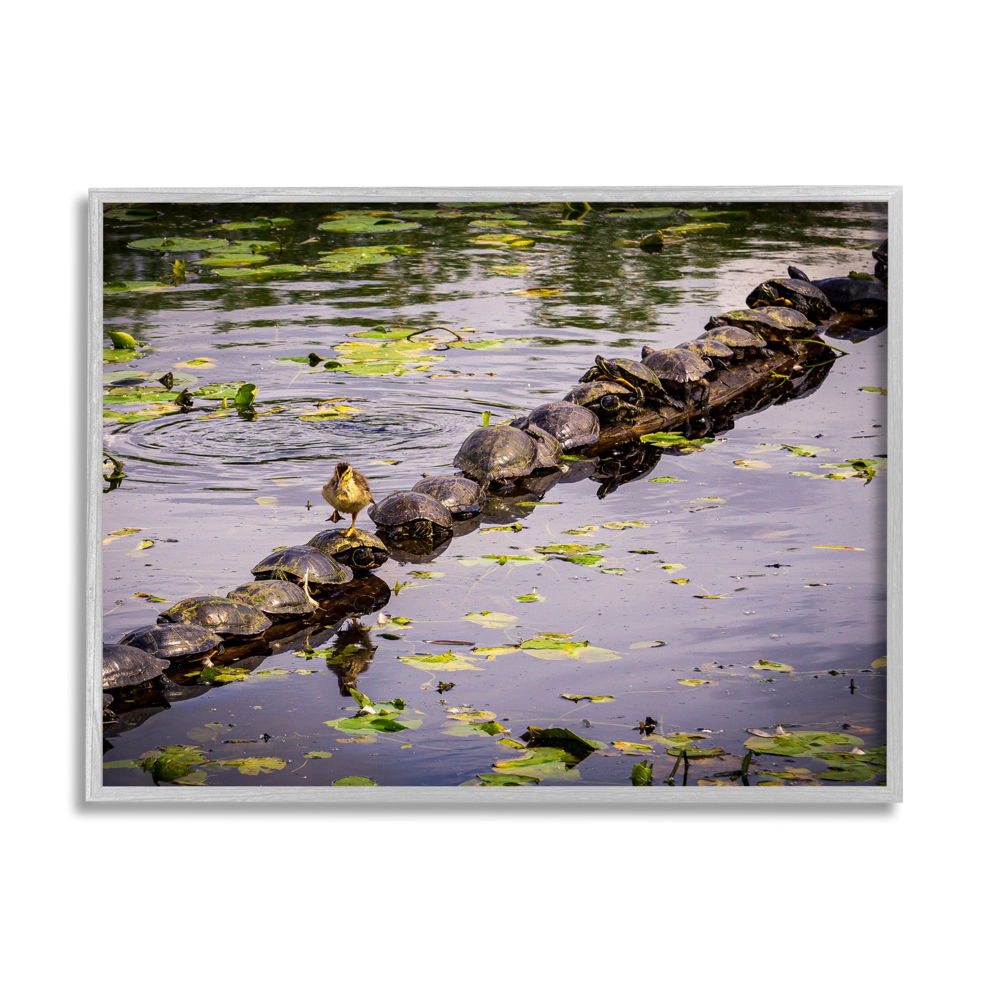 Stupell Industries Bird on Turtle Backs Landscape Photography Gray Framed Art Print Wall Art, 20 x 16
