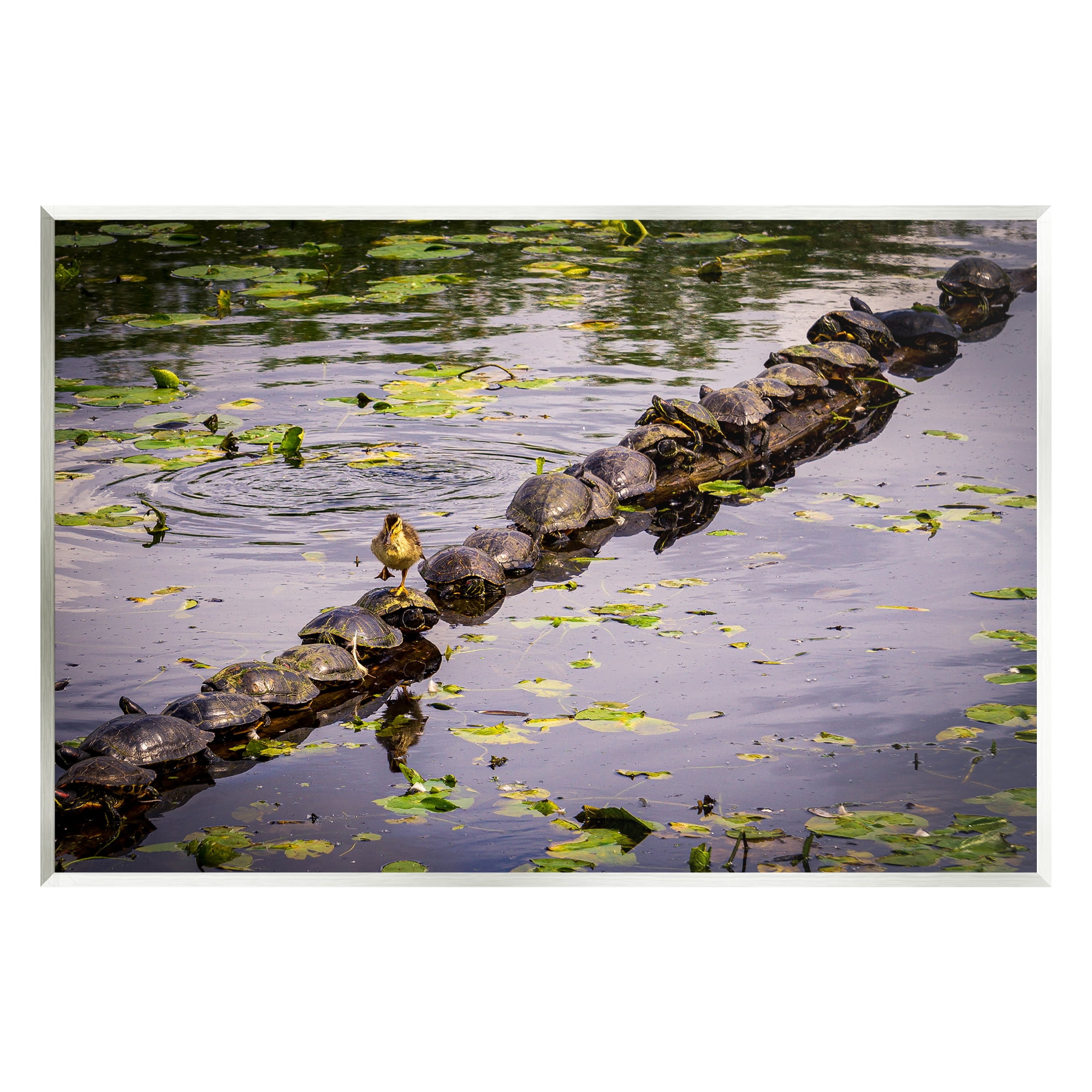 Stupell Industries Bird on Turtle Backs Landscape Photography Unframed Art Print Wall Art, 15 x 10