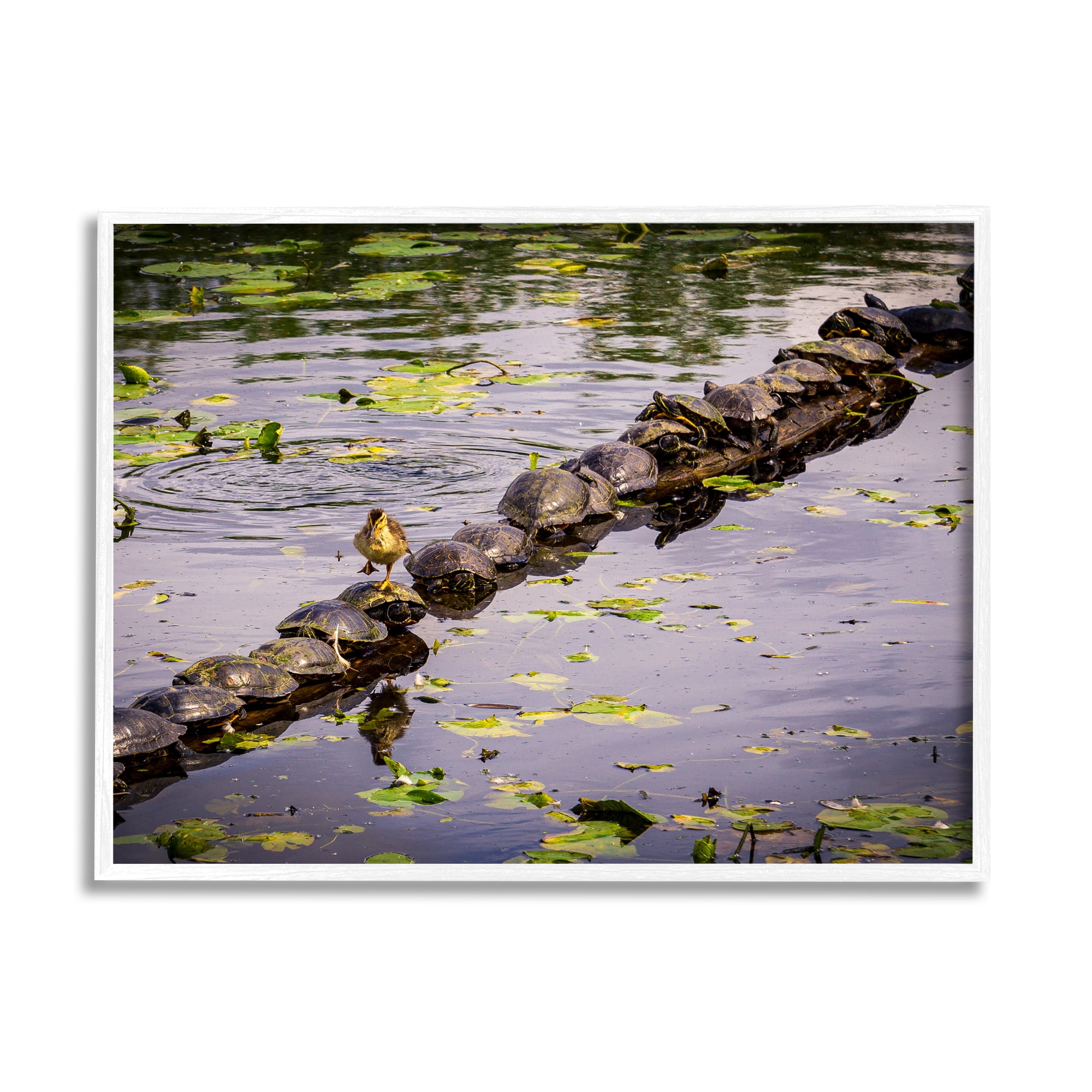Stupell Industries Bird on Turtle Backs Landscape Photography White Framed Art Print Wall Art, 30 x 24
