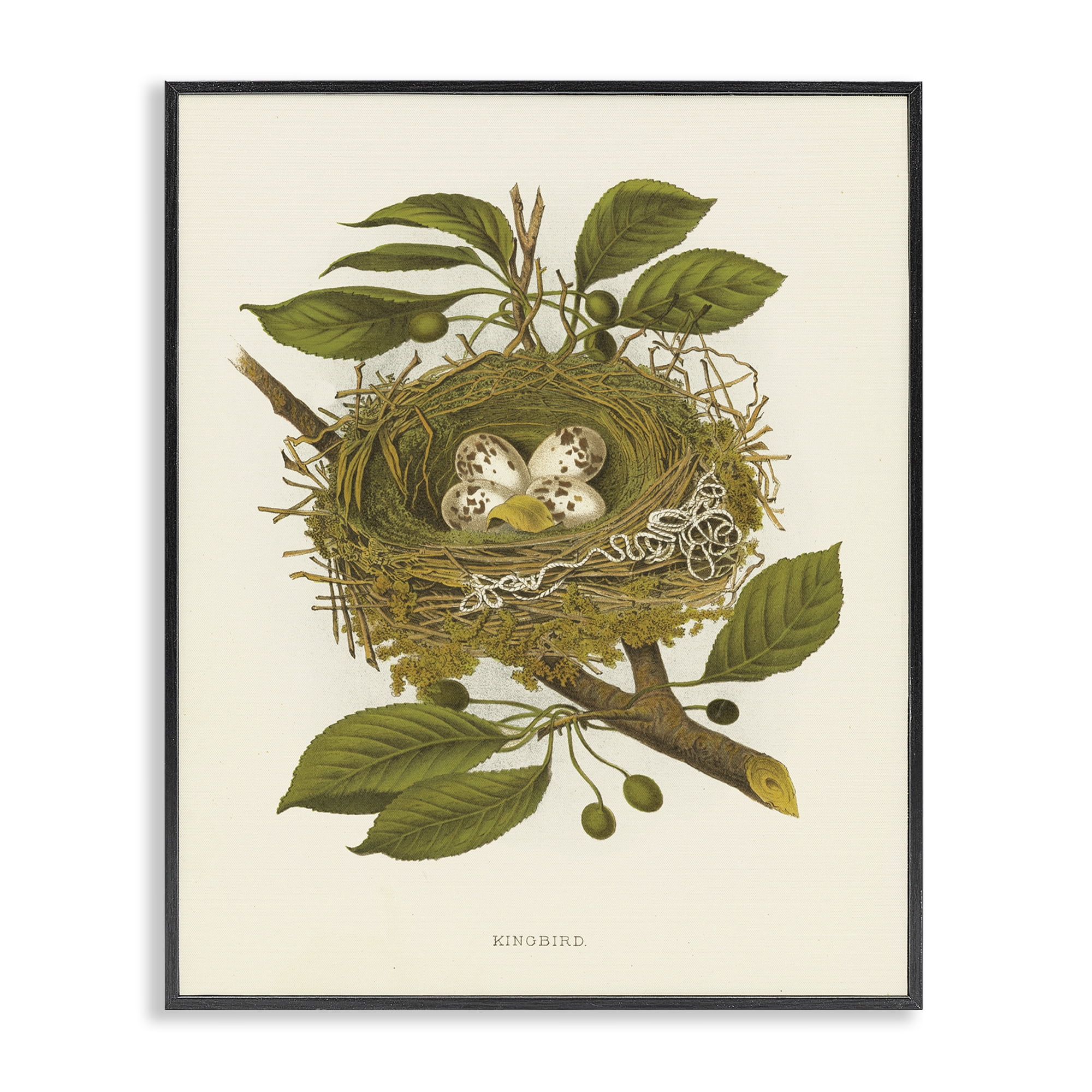 Stupell Industries Birdnest with Spotted Eggs Plants & Flowers Painting Black Framed Art Print Wall Art, 16 x 20