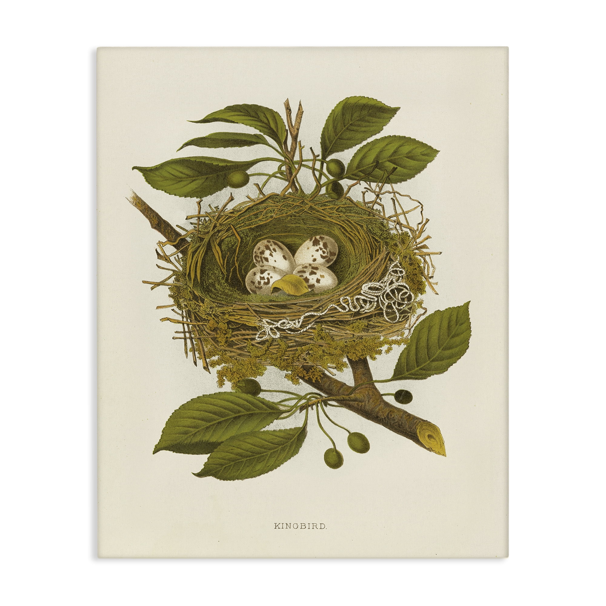 Stupell Industries Birdnest with Spotted Eggs Plants & Flowers Painting Wrapped Canvas Art Print Wall Art, 16 x 20