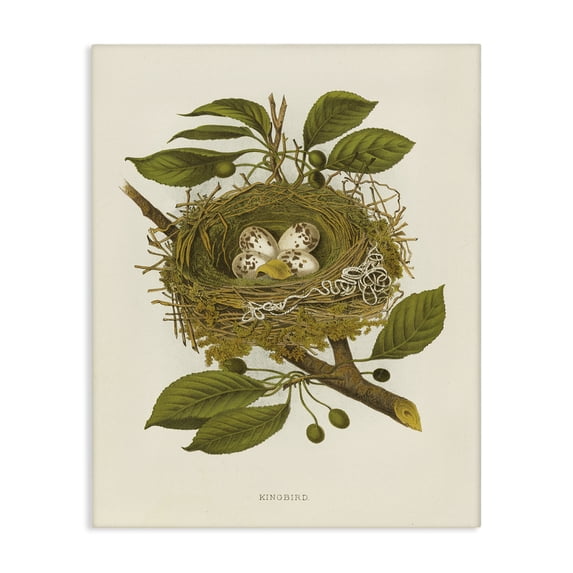 Stupell Industries Cottage Birdnest with Spotted Eggs Canvas Art, 24 x 30, by Tina Higgins Designs Inc.