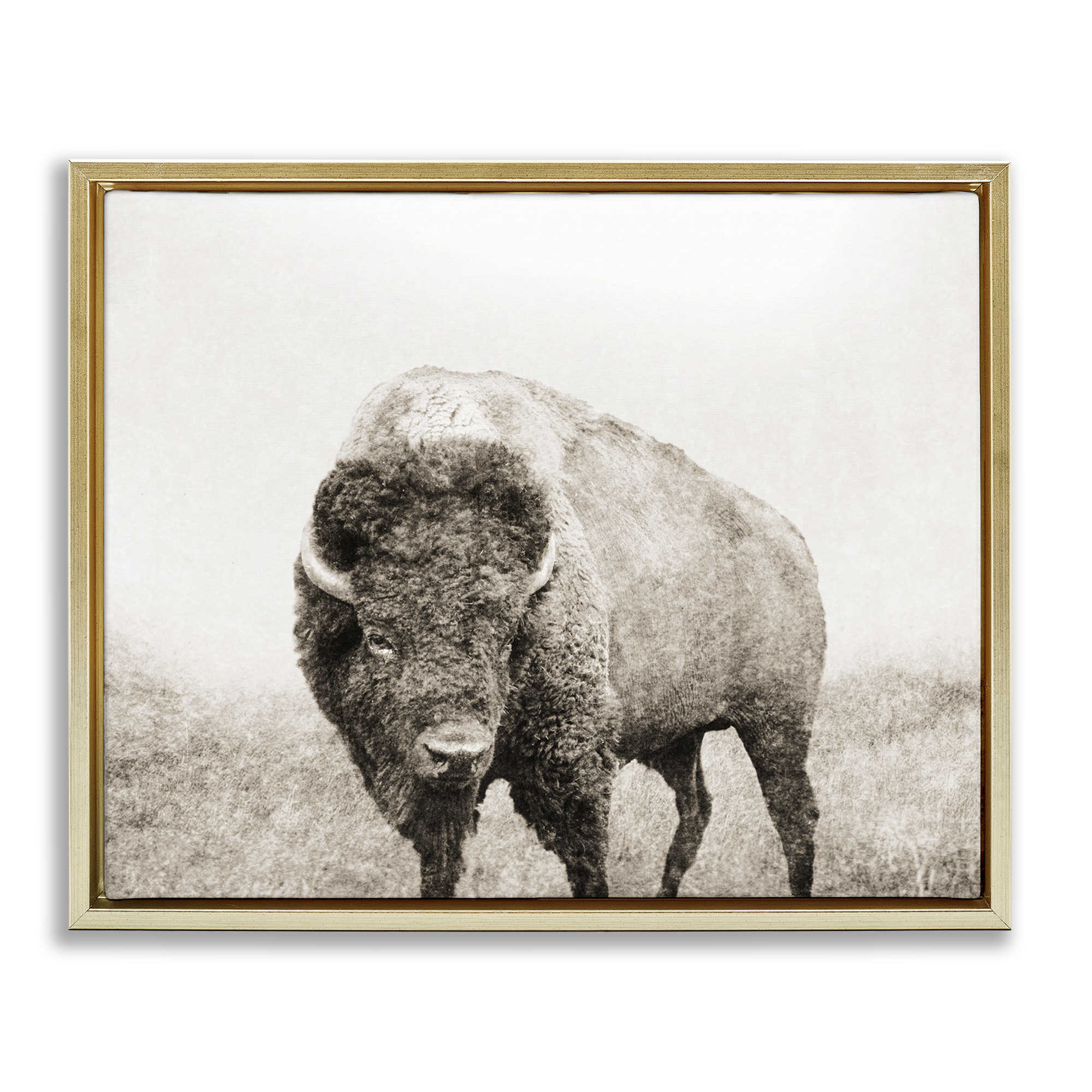 Stupell Industries Bison Distressed Portrait Animals & Insects Photography Gold Floater Framed Canvas Art Print Wall Art, 21 x 17