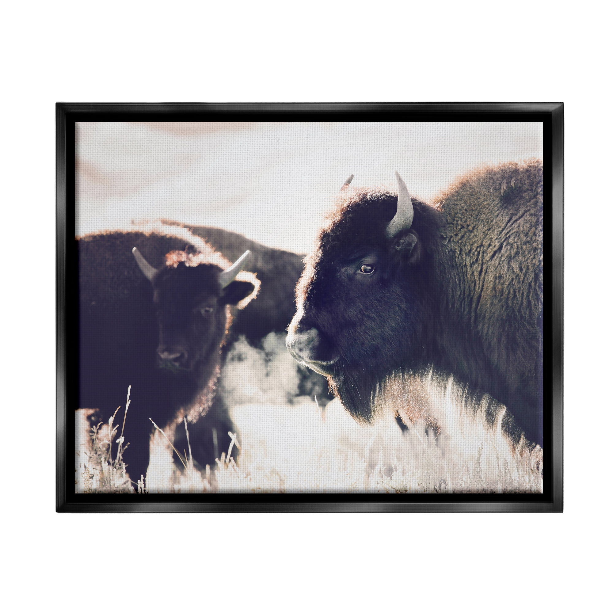 Stupell Industries Bison Gazing in Nature Animals & Insects Photography Black Floater Framed Art Print Wall Art, 21 x 17