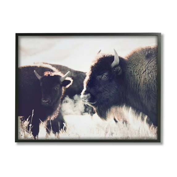 Stupell Industries Bison Gazing in Nature Animals & Insects Photography Black Framed Art Print Wall Art, 20 x 16