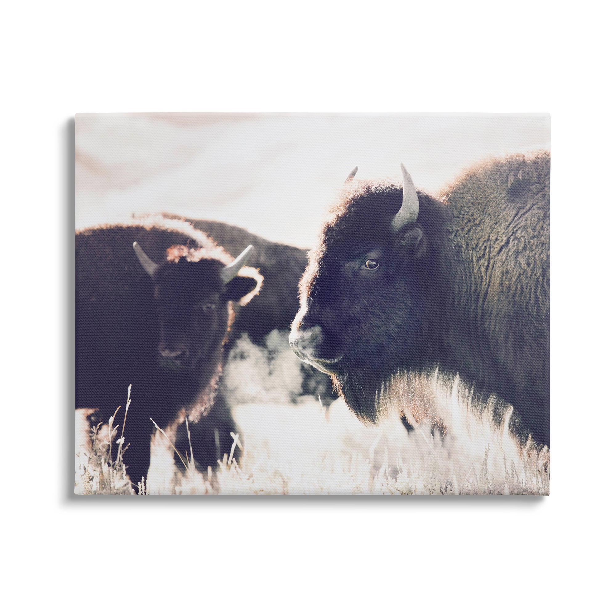 Stupell Industries Bison Gazing in Nature Animals & Insects Photography Gallery Wrapped Canvas Print Wall Art, 30 x 24