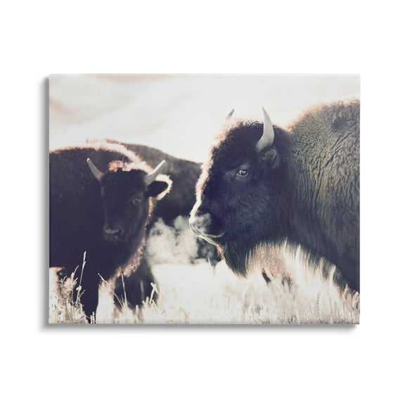 Stupell Industries Bison Gazing in Nature Animals & Insects Photography Gallery Wrapped Canvas Print Wall Art, 48 x 36