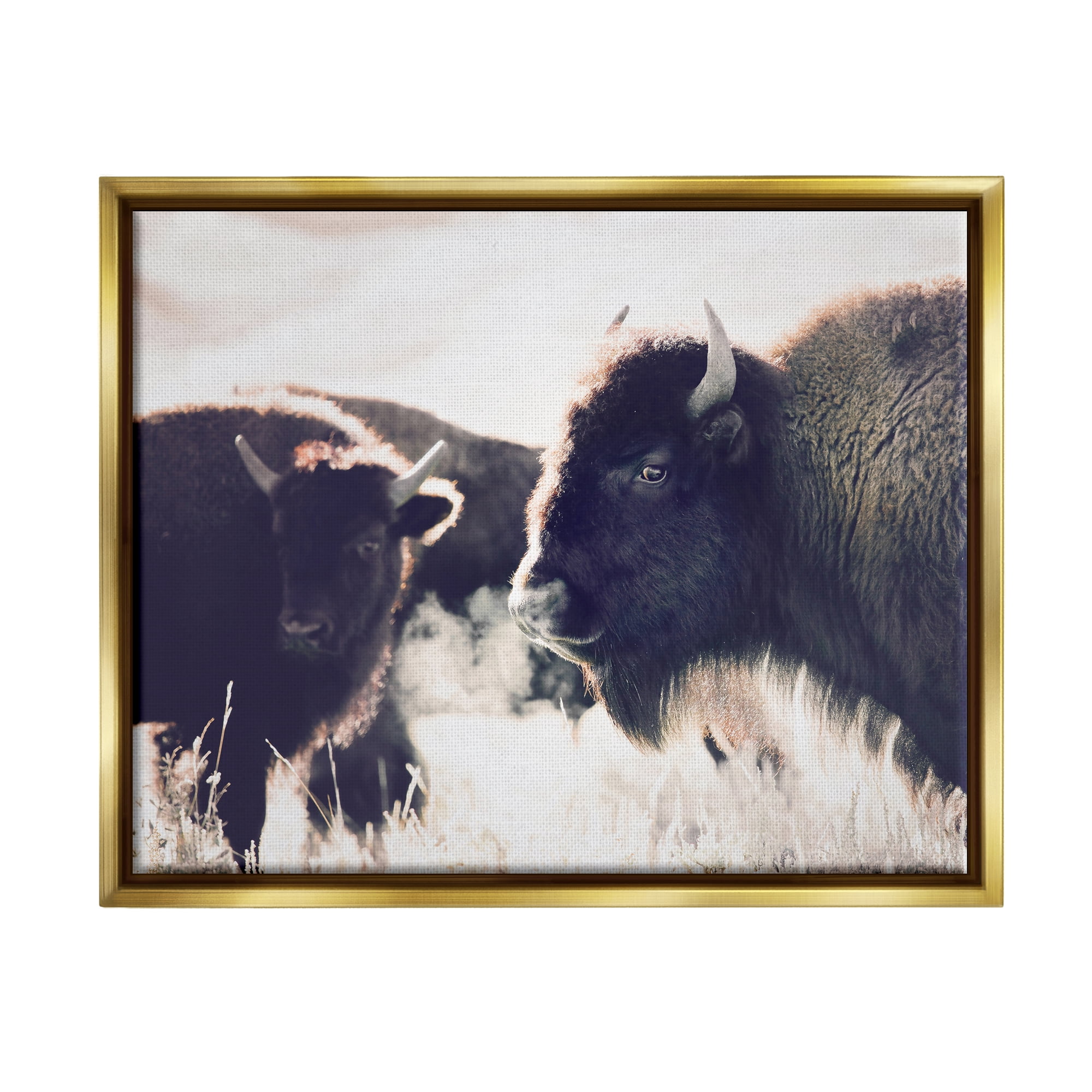 Stupell Industries Bison Gazing in Nature Animals & Insects Photography Gold Floater Framed Art Print Wall Art, 31 x 25