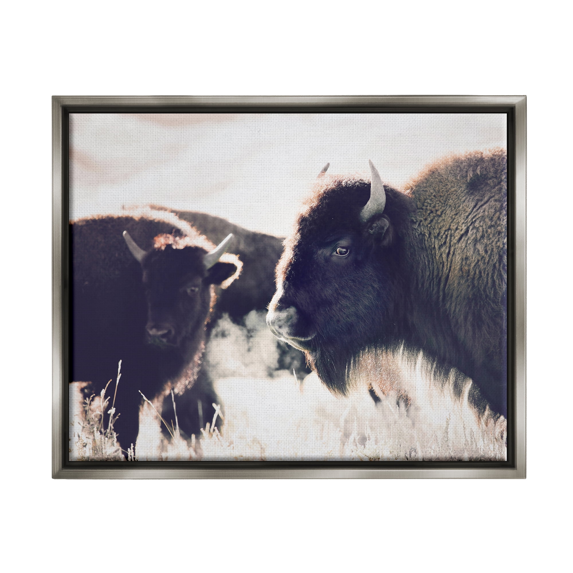 Stupell Industries Bison Gazing in Nature Animals & Insects Photography Gray Floater Framed Art Print Wall Art, 31 x 25