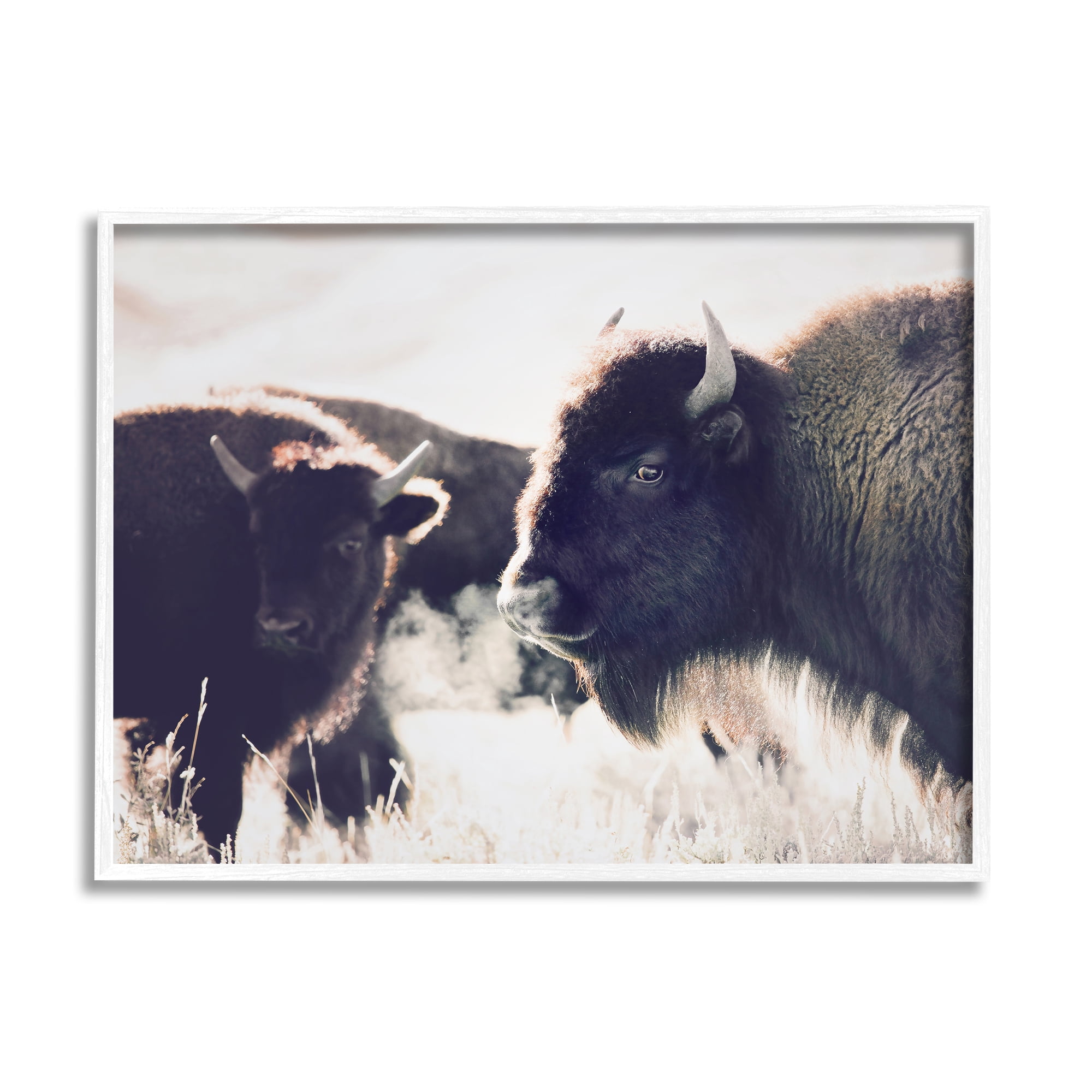 Stupell Industries Bison Gazing in Nature Animals & Insects Photography White Framed Art Print Wall Art, 30 x 24