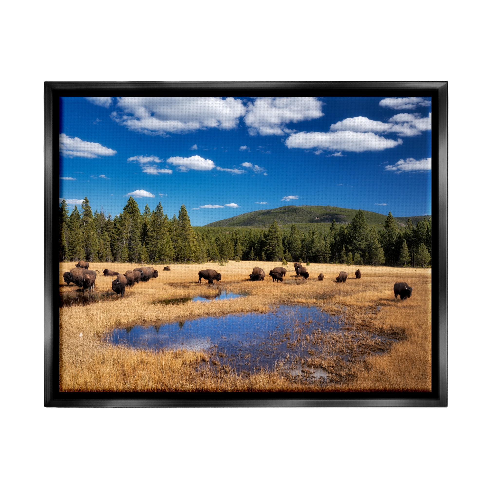 Stupell Industries Bison Grazing Clear Sky Pasture Landscape Photography Black Floater Framed Art Print Wall Art