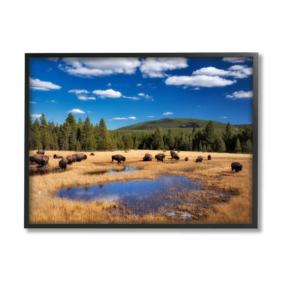 Stupell Industries Bison Grazing Clear Sky Pasture Landscape Photography Black Framed Art Print Wall Art
