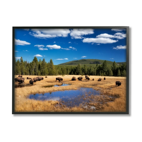 Stupell Industries Bison Grazing Clear Sky Pasture Landscape Photography Black Framed Art Print Wall Art