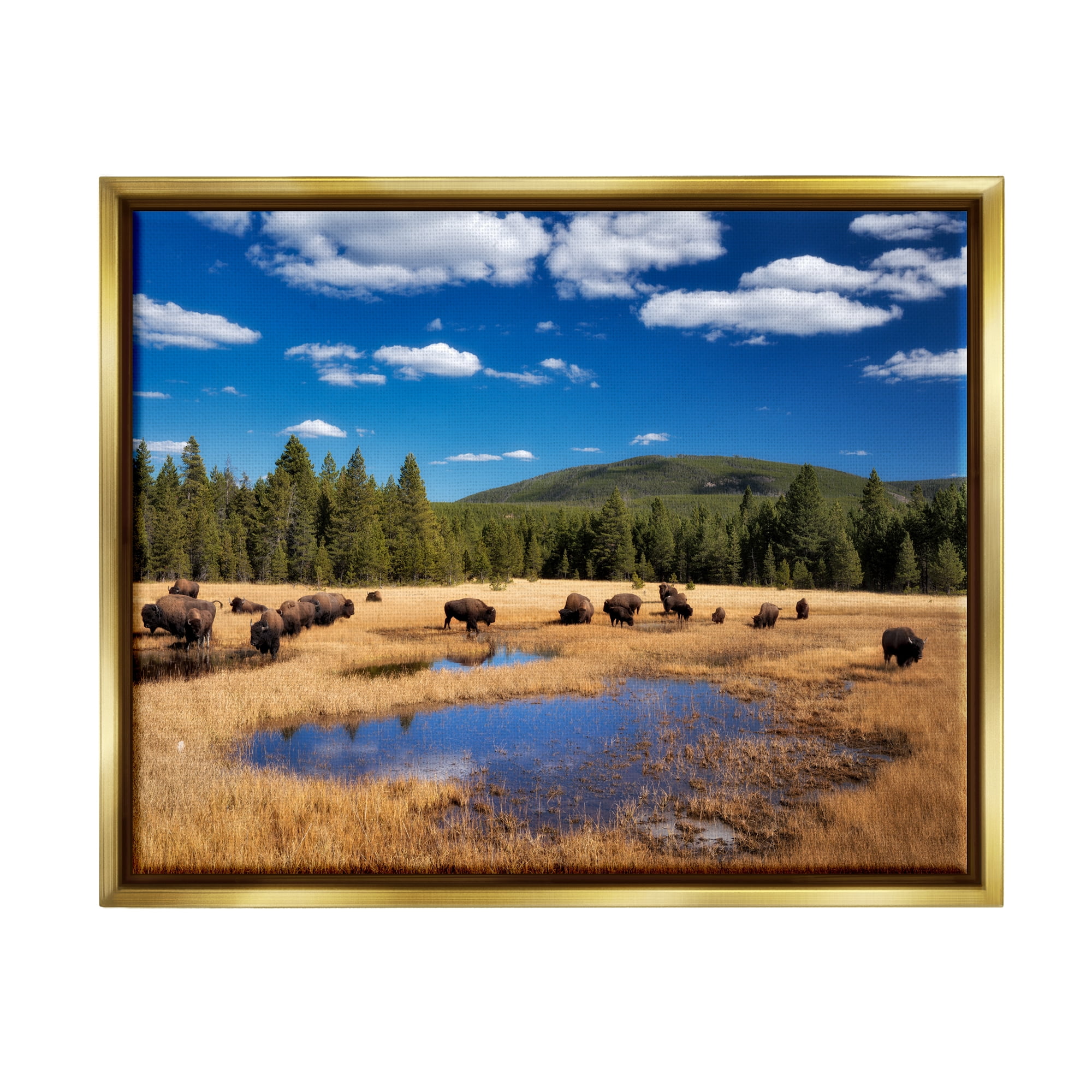 Stupell Industries Bison Grazing Clear Sky Pasture Landscape Photography Gold Floater Framed Art Print Wall Art