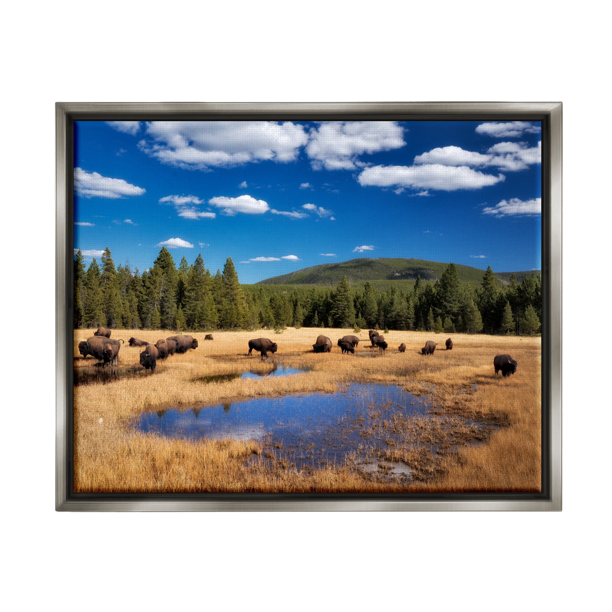 Stupell Industries Bison Grazing Clear Sky Pasture Landscape Photography Gray Floater Framed Art Print Wall Art